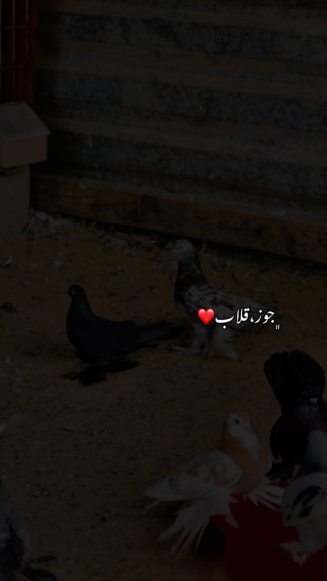 @﮼عزو،السليني🕊️🫀