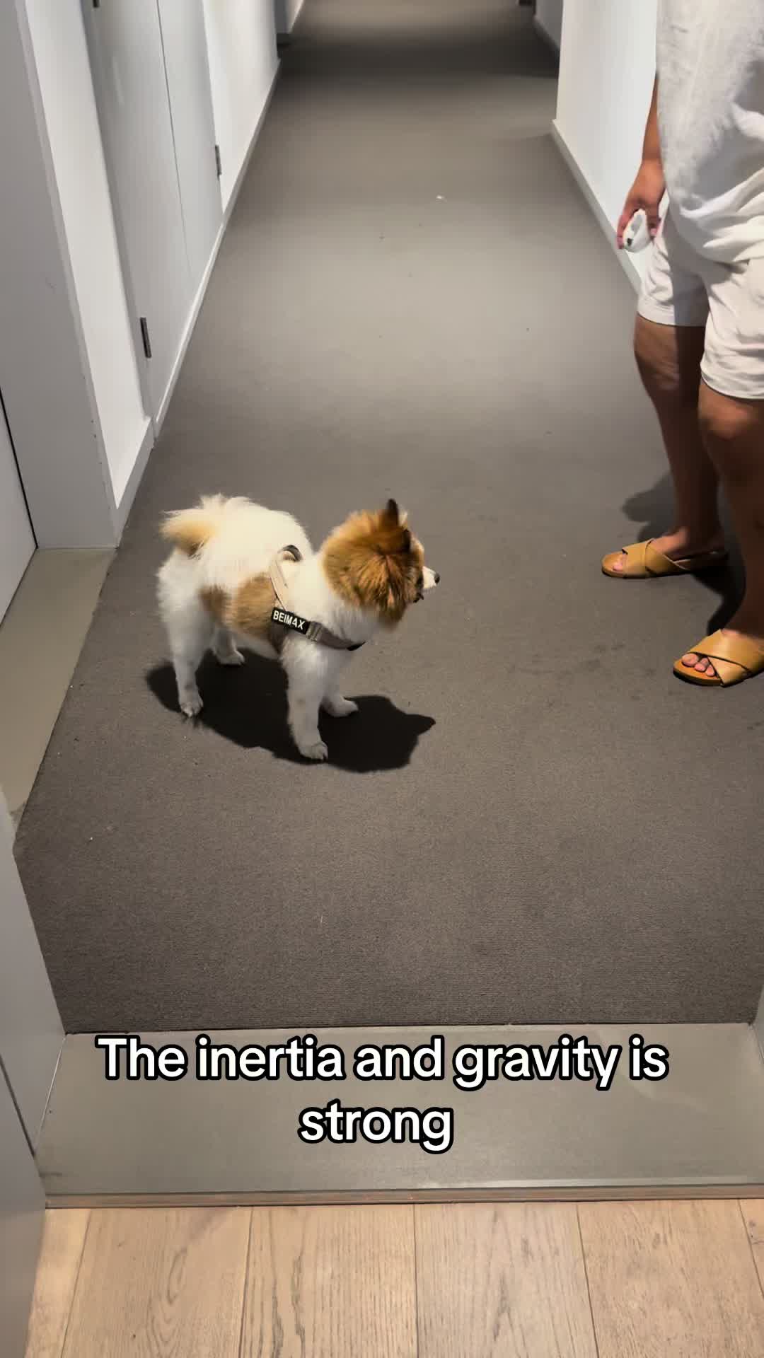 @Levi Needypants Frenchie