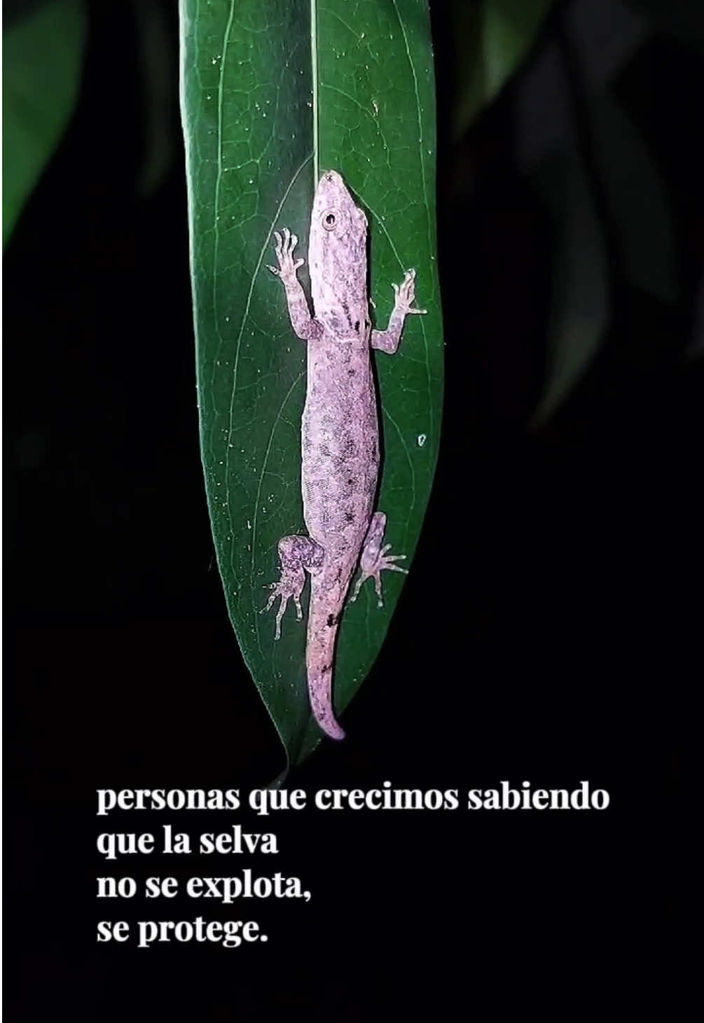 @Fundaci&oacute;n Selva Sonrisa