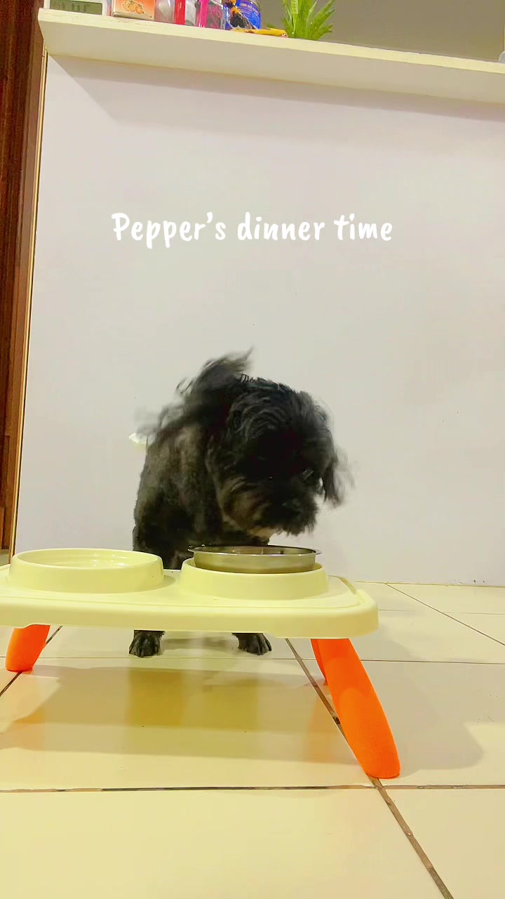 @The Fibibi Paws- Pet Sitting