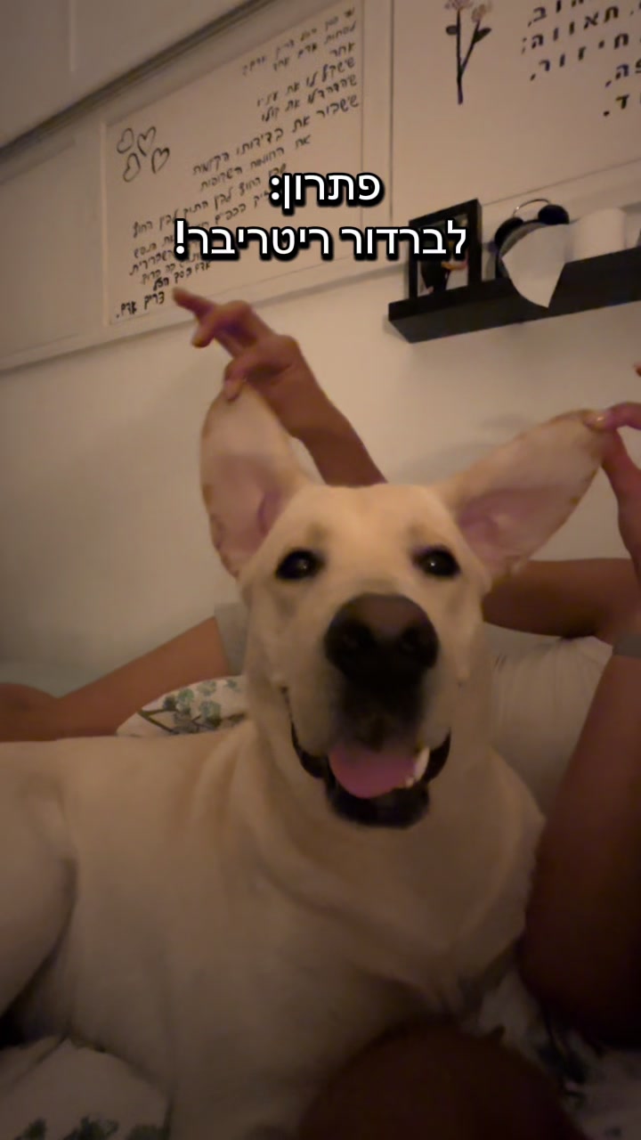 @Buri_The_Labrador