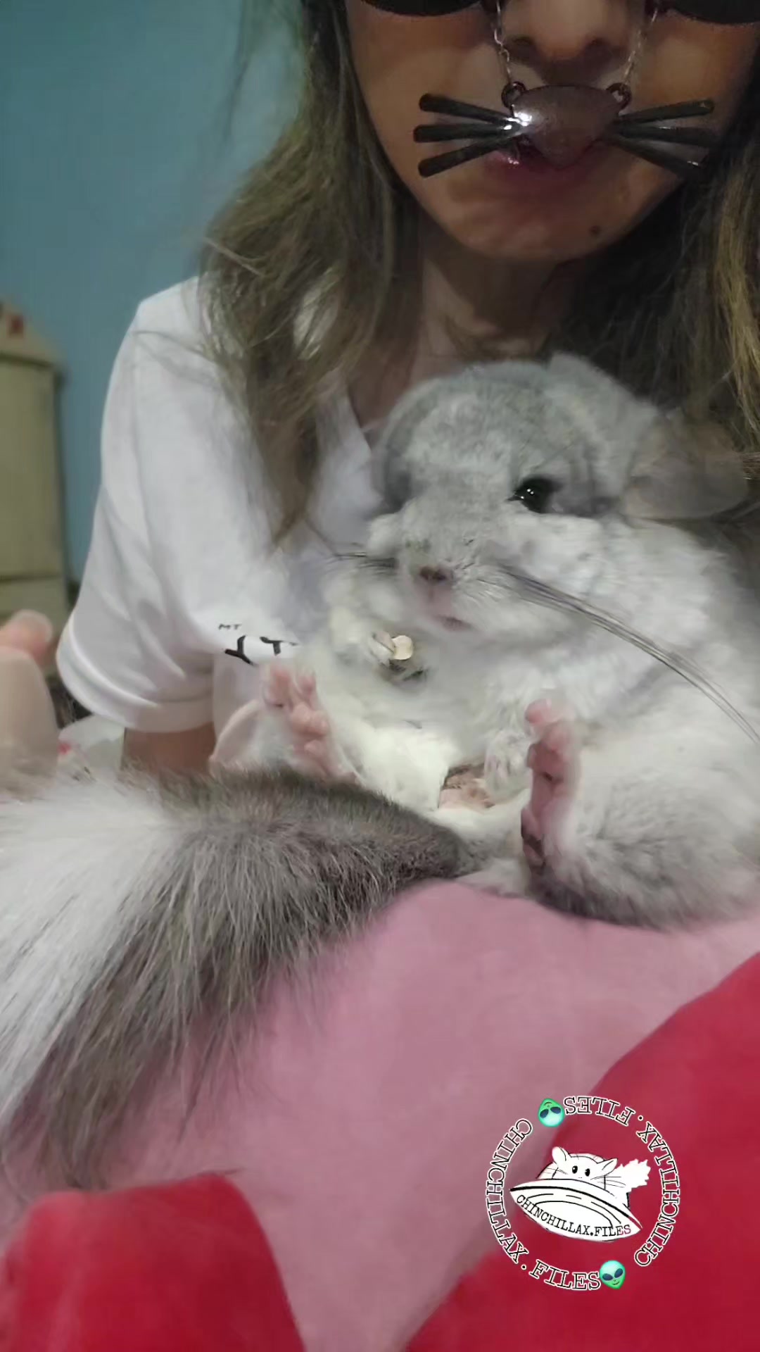@Kuzco the Chinchilla