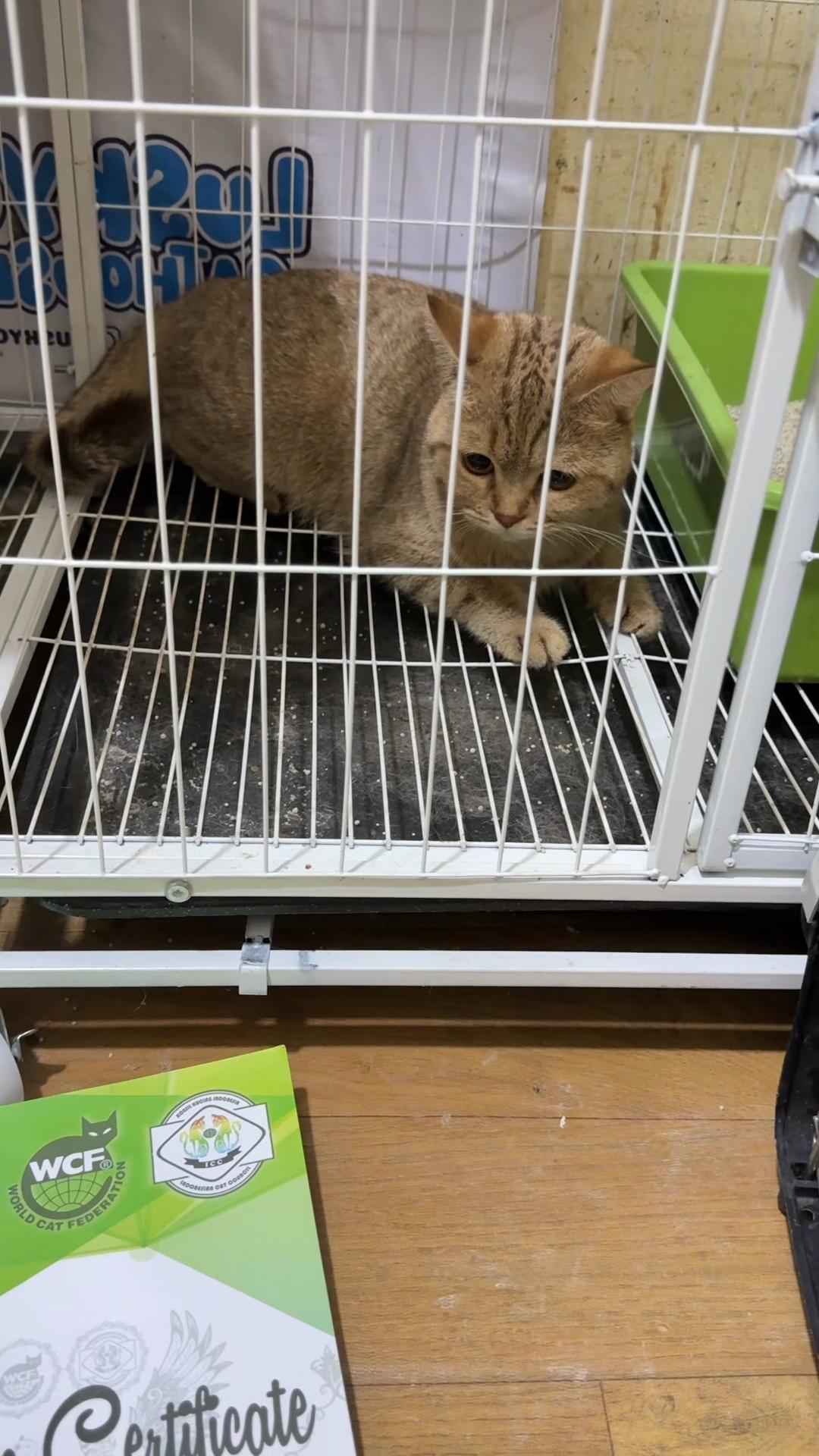 @Luskyocat