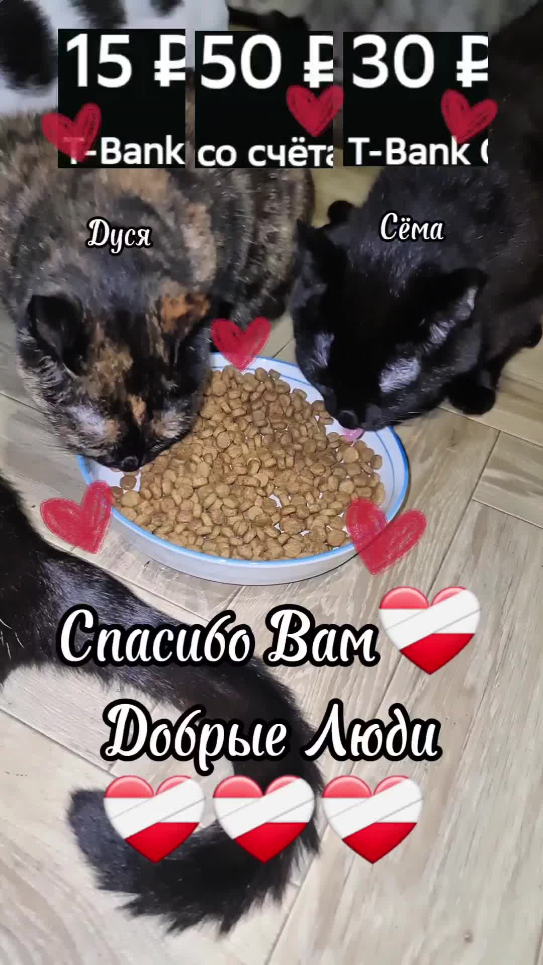@Кошкин Дом