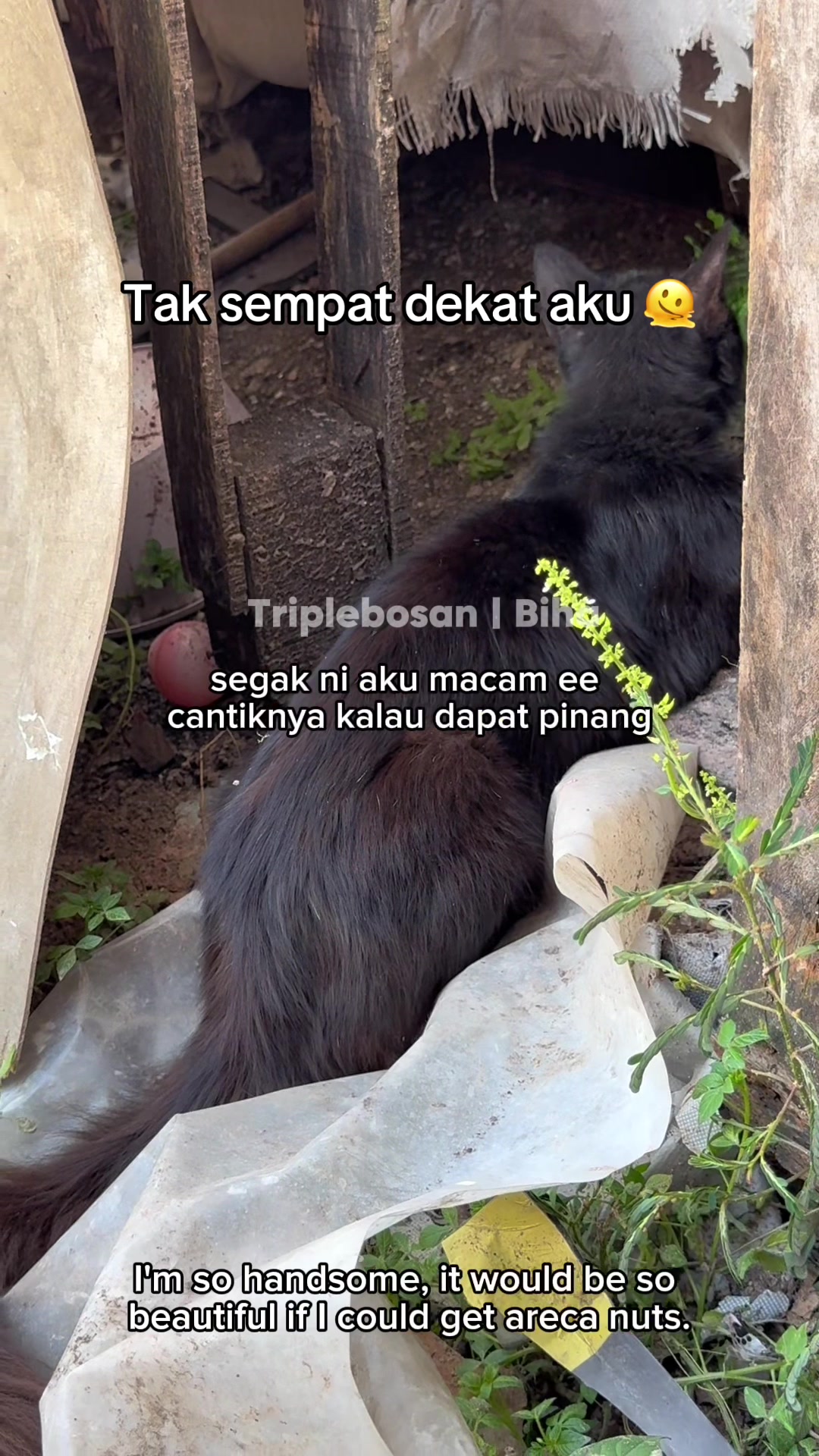 @KUCING SAYA MAJIKAN SAYA|BIHA