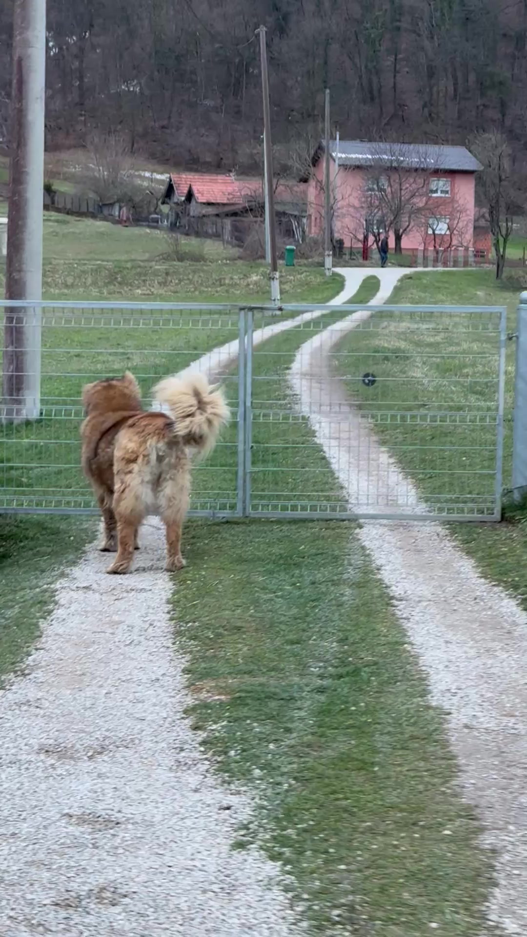 @Caucasian Shepheard Dogs
