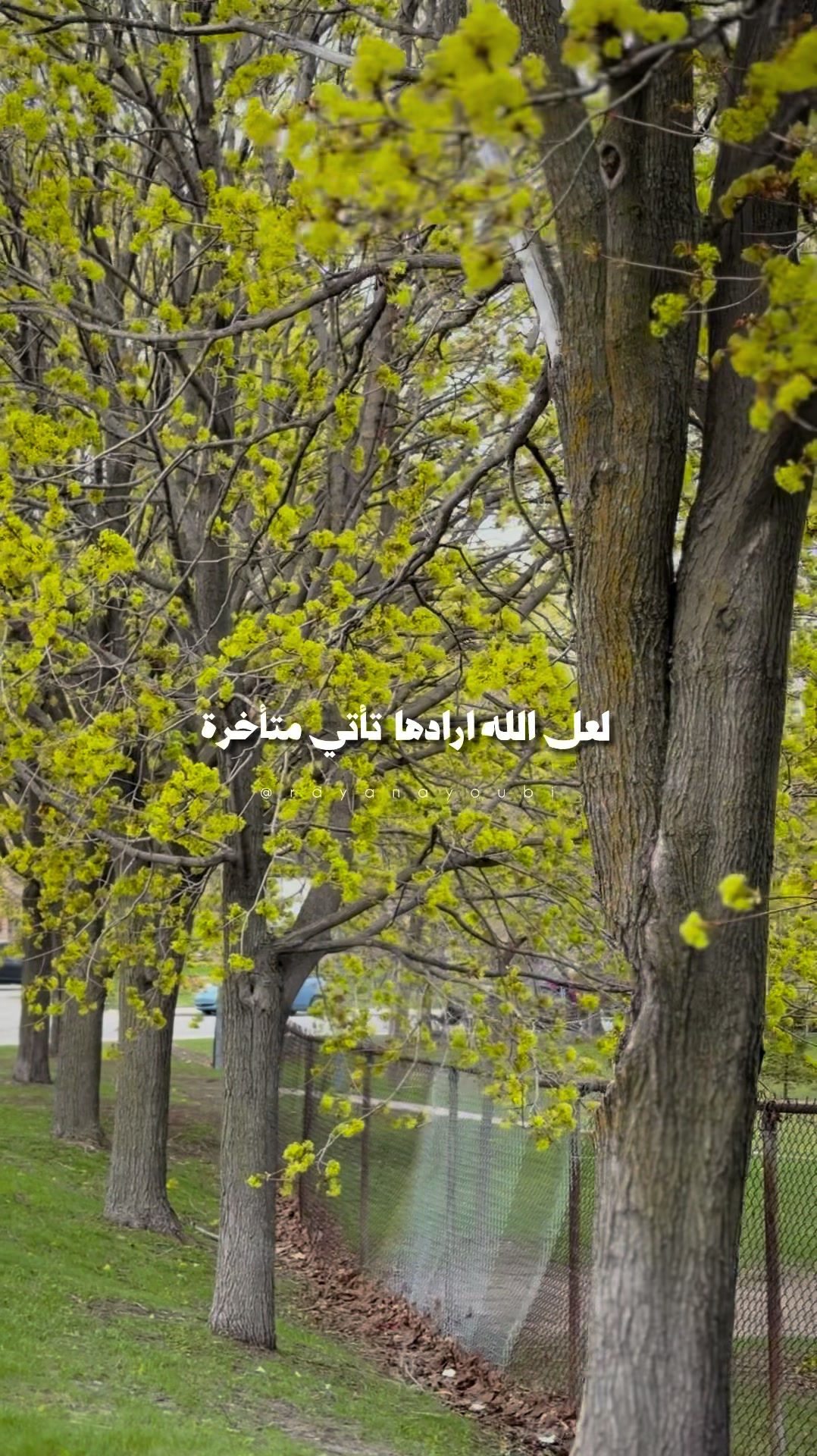 @Rayan El Ayoubi