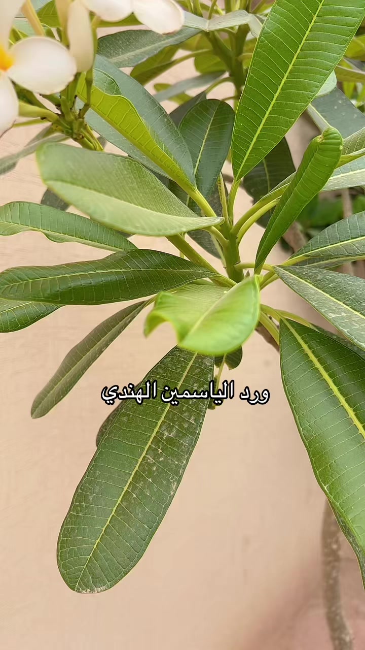 @عبدالله التميمي