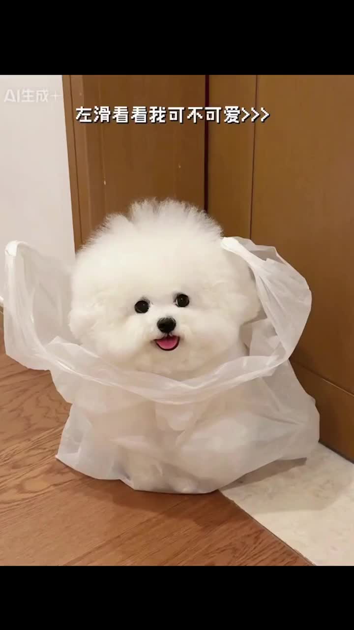 @pipuy.com