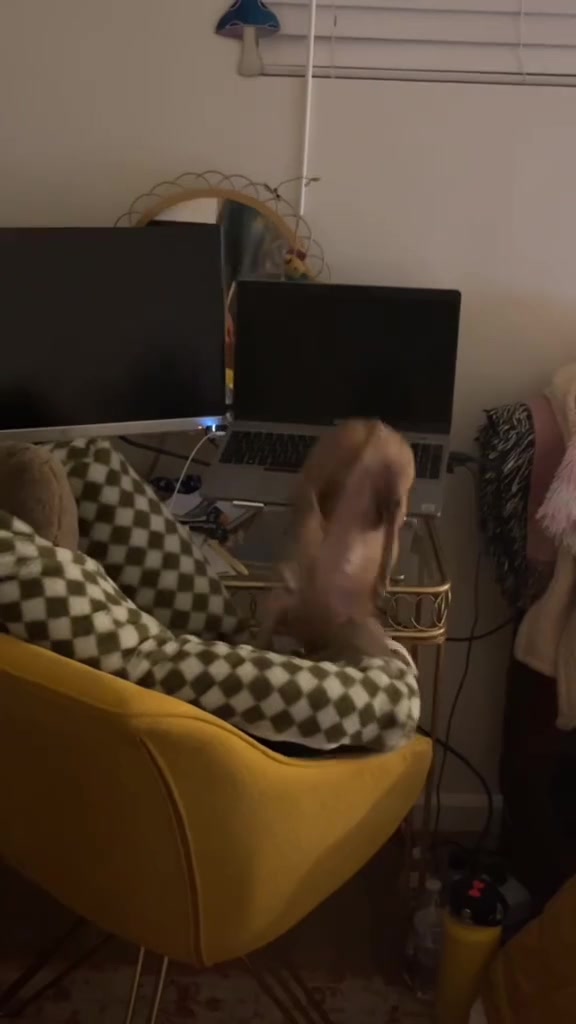@Nori the Iggy