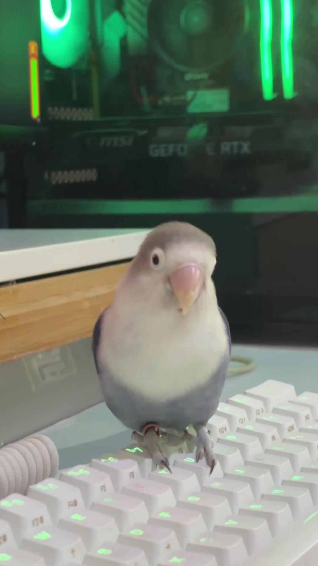 @Birdo and BB