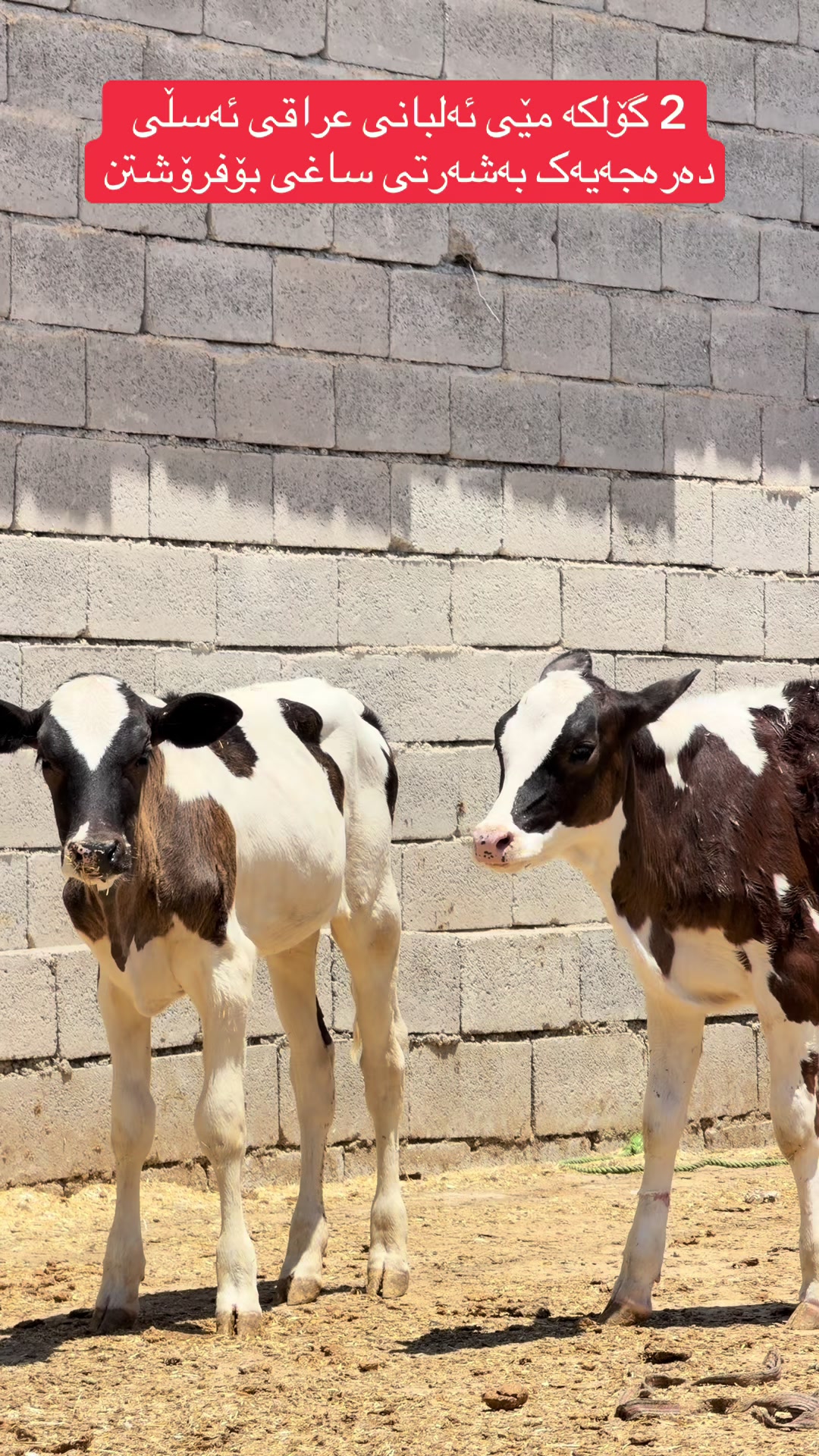 @مەیدانی ئاژەڵانی محمد 🐄🐂