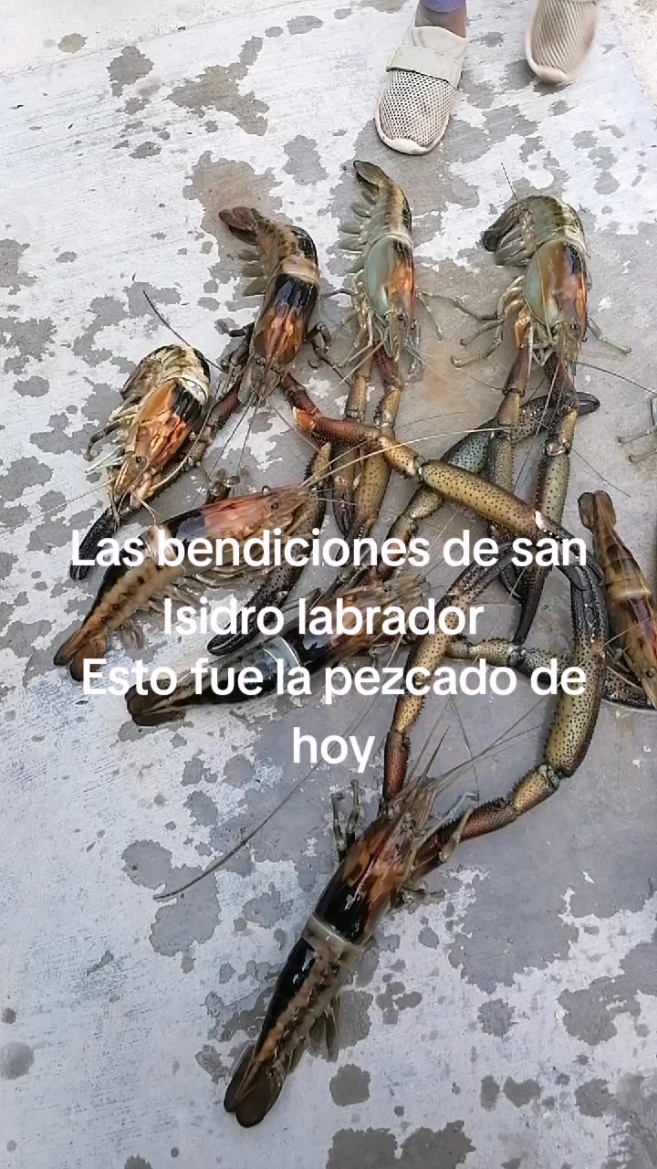@eliza LM