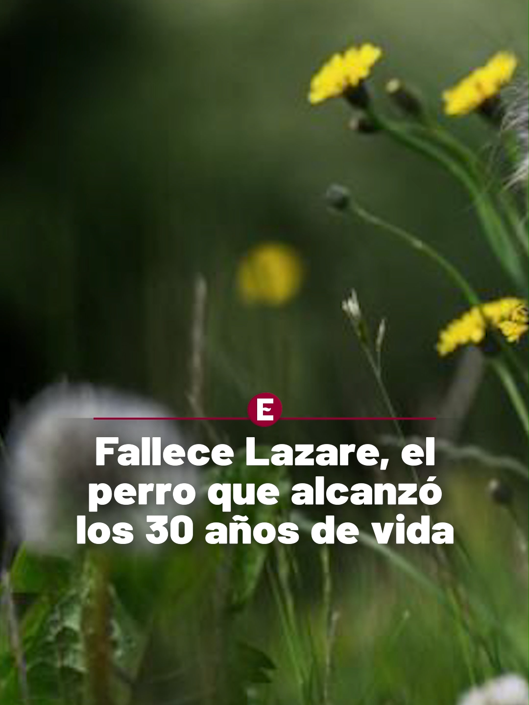 @Periódico Excélsior