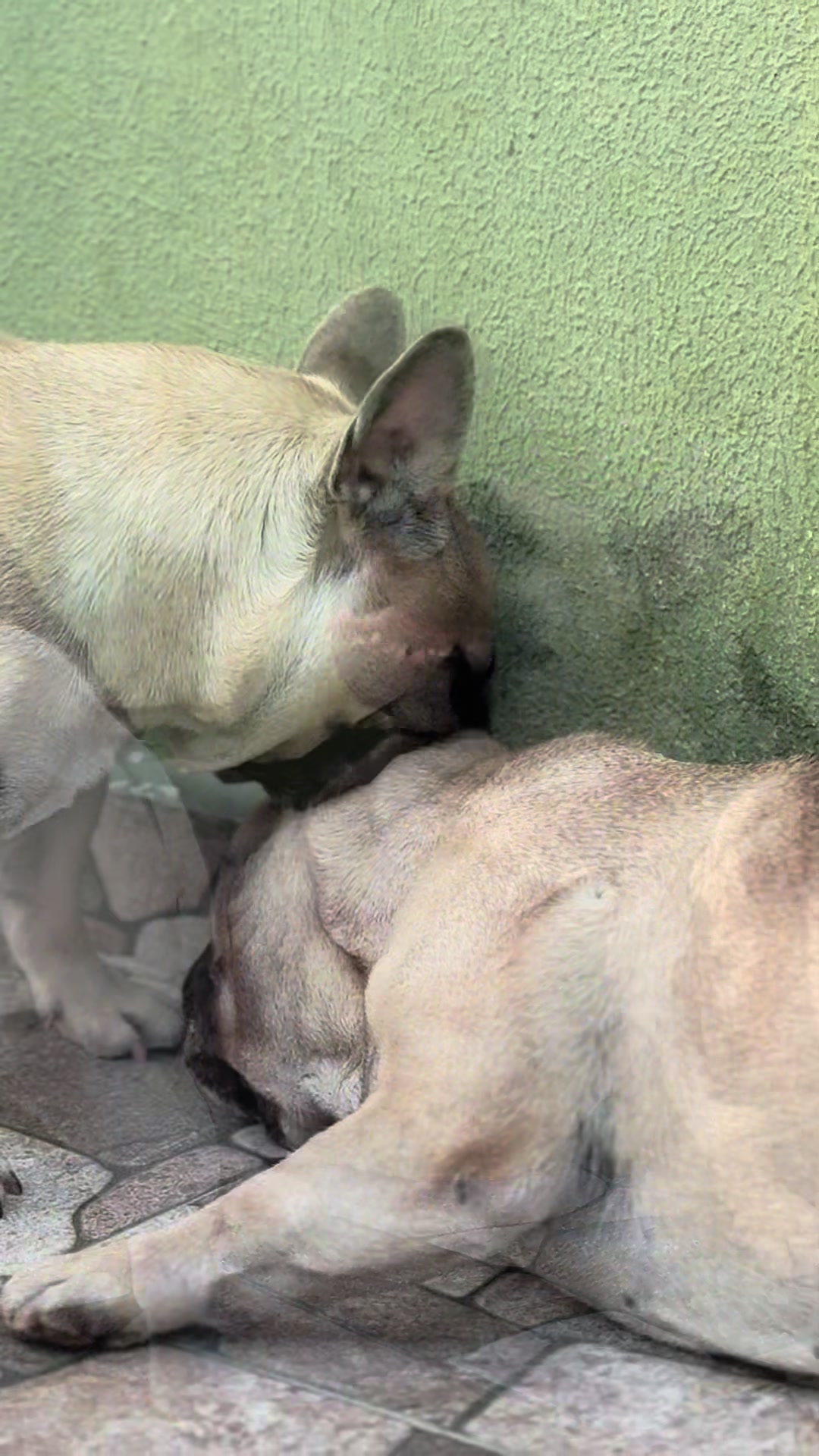 @Bosphorus Bulls French Bulldog