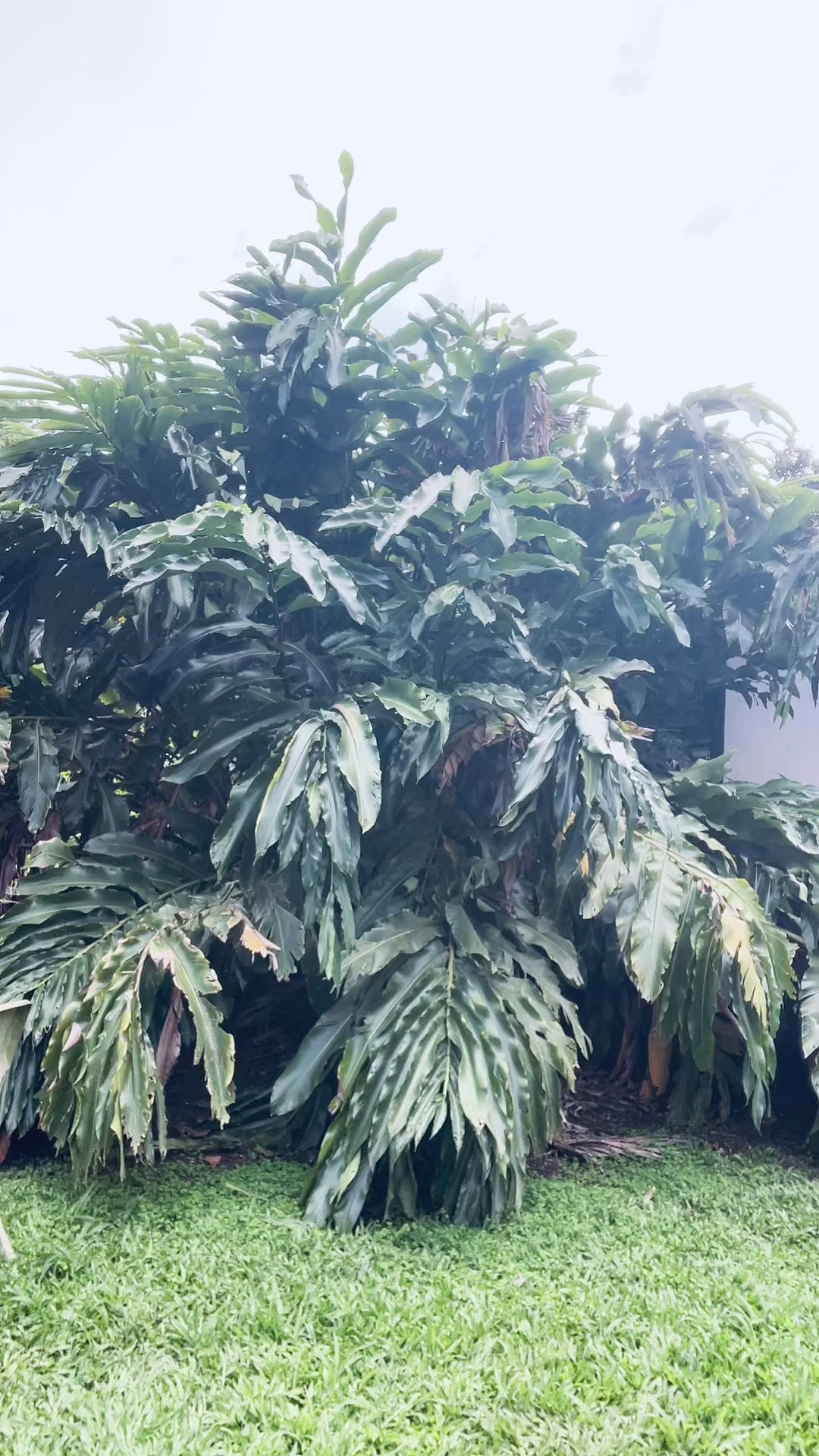 @𝐰
