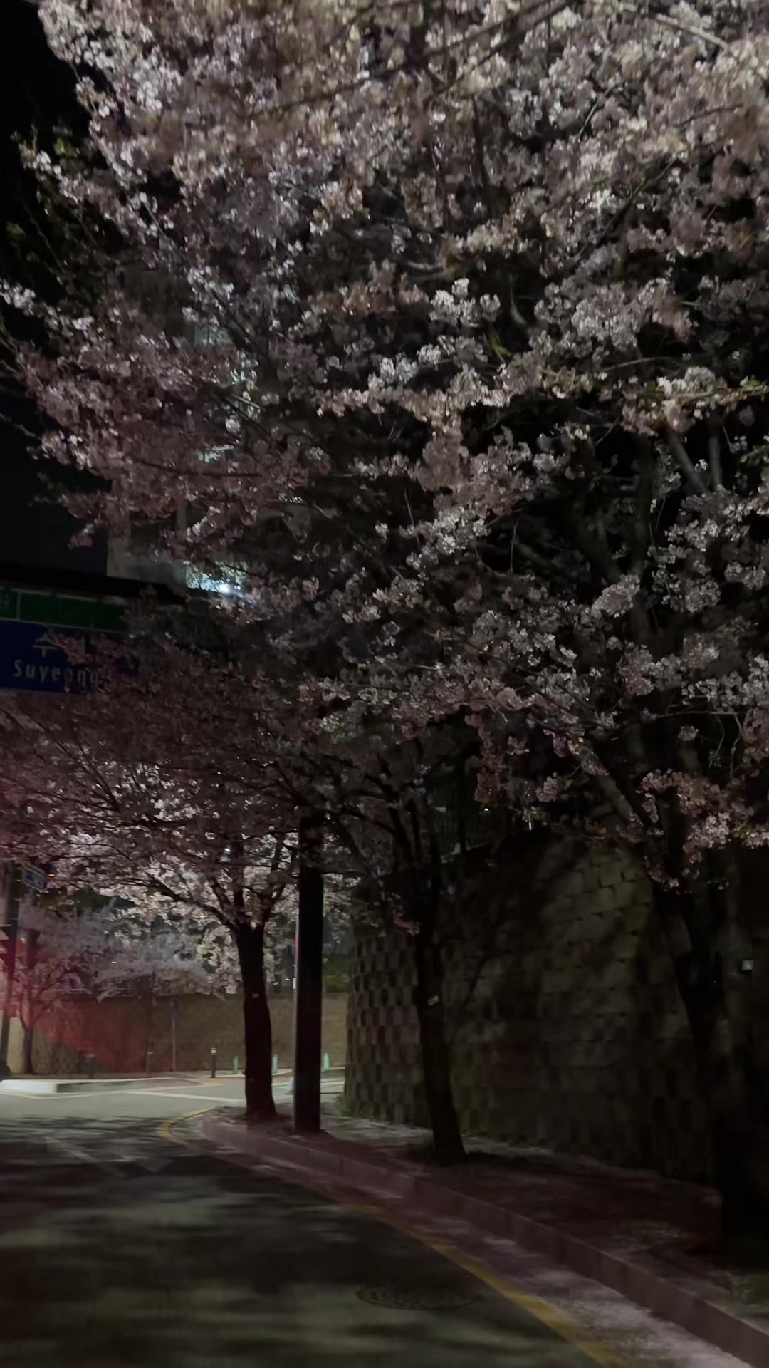 @맹채연