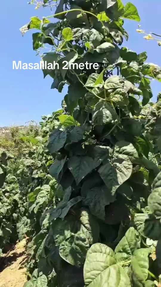 @Çamyayla lı 3535