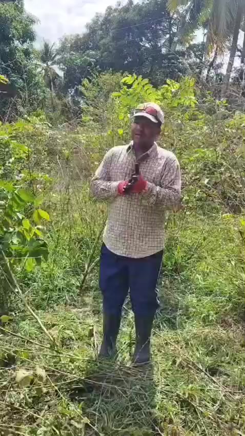 @C&iacute;tricos Ramirez 🍋