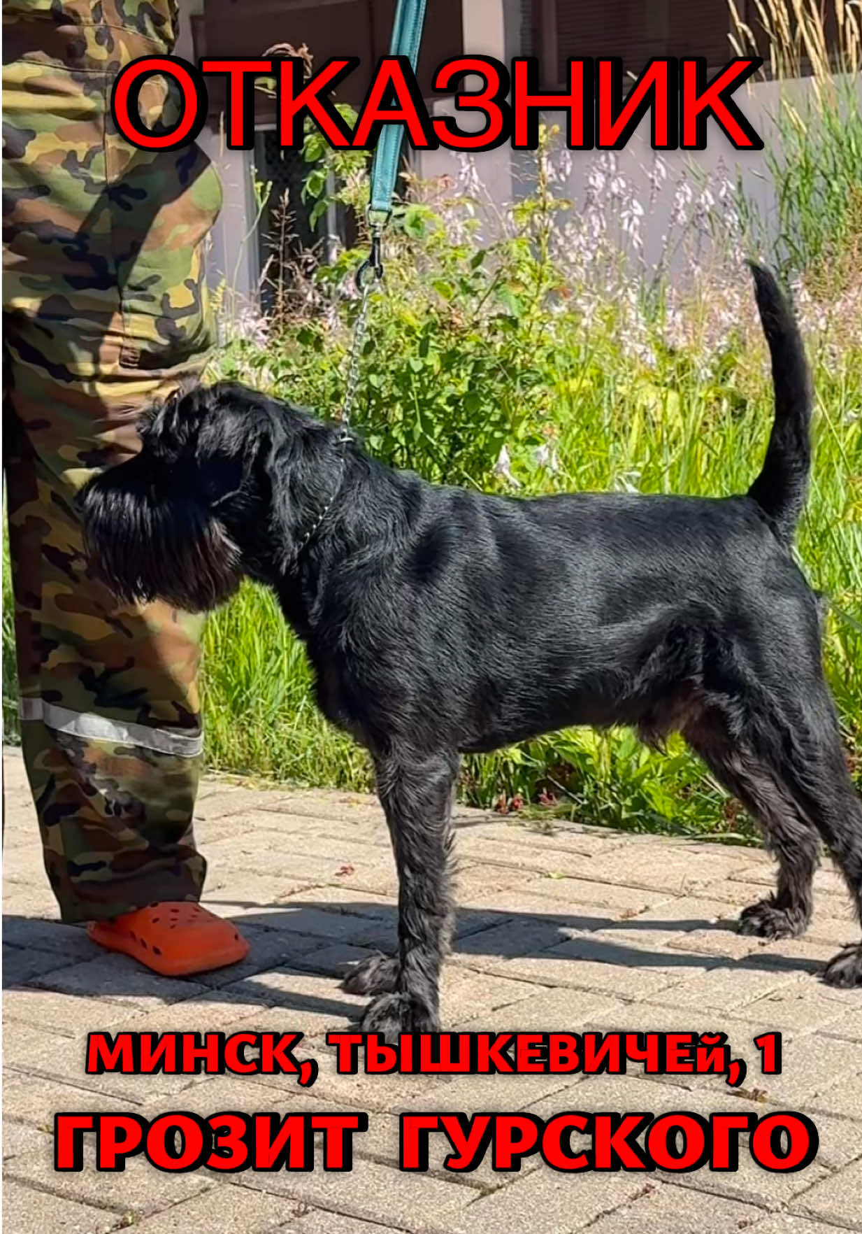 @help_animals_belarus