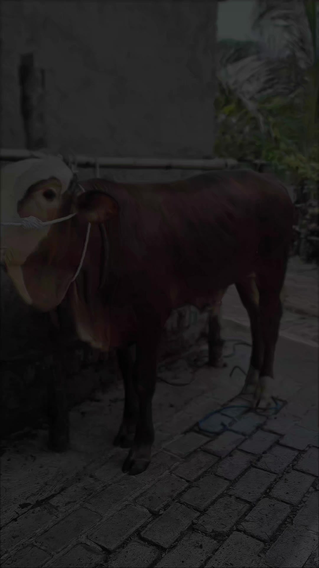 @SARJANA LEMBU☆