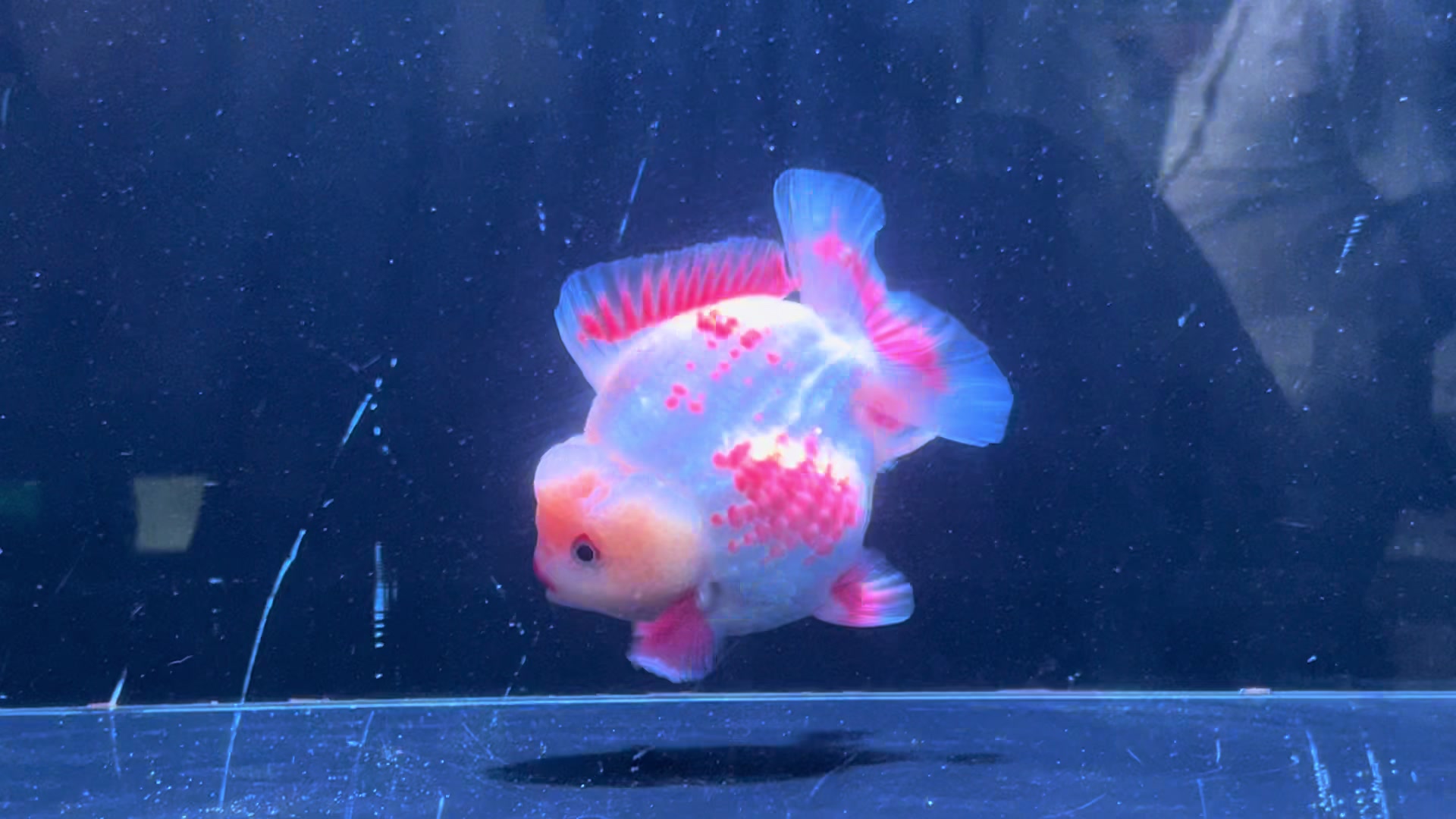 @Ourlovelygoldfish si