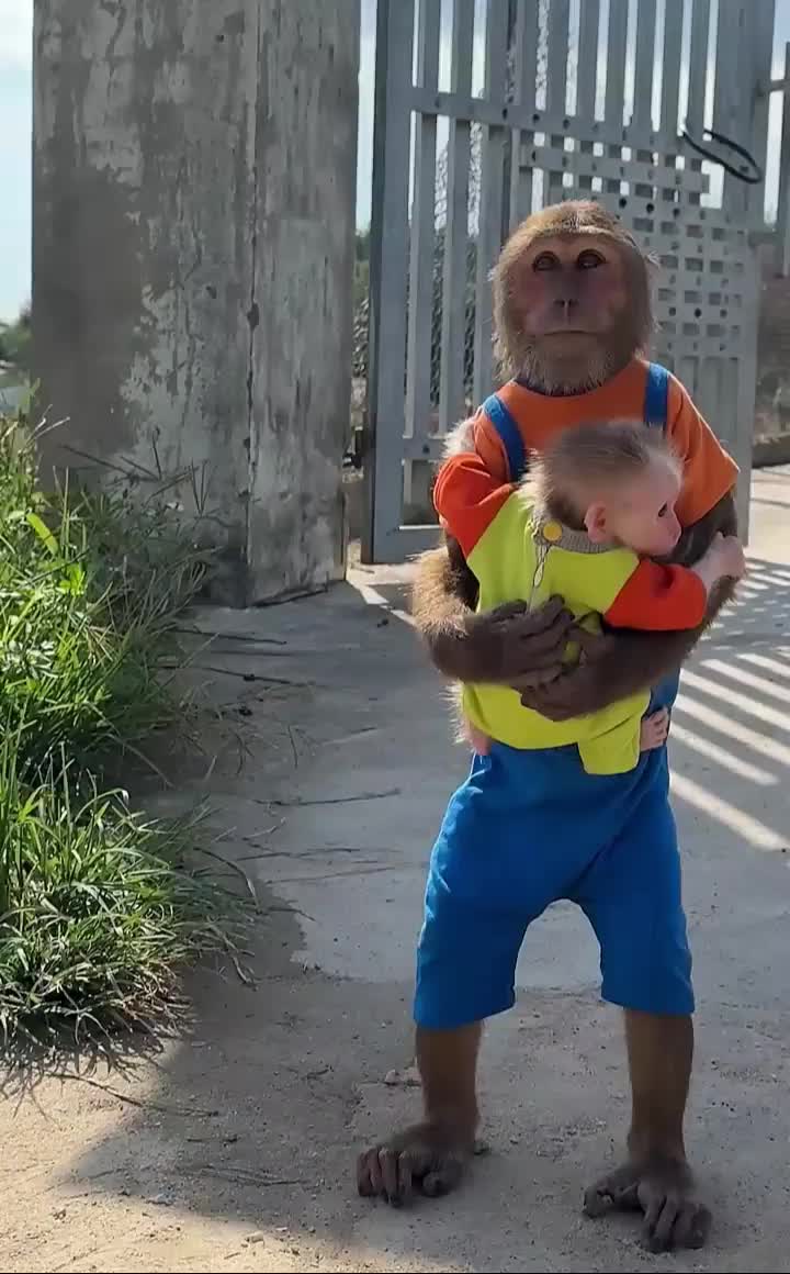 @Asian Macaques