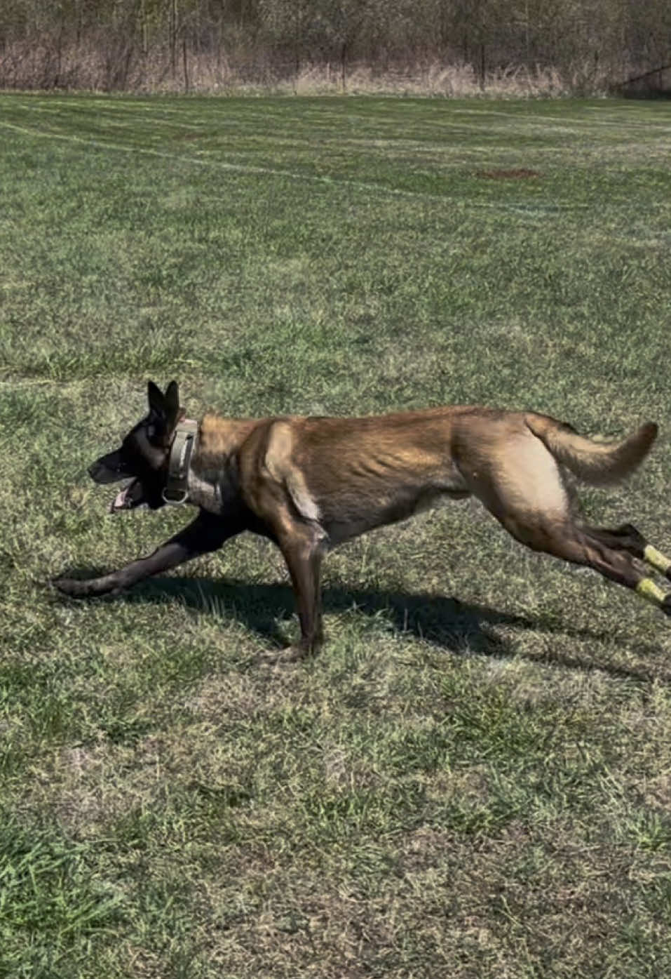 @WaveRyder_k9