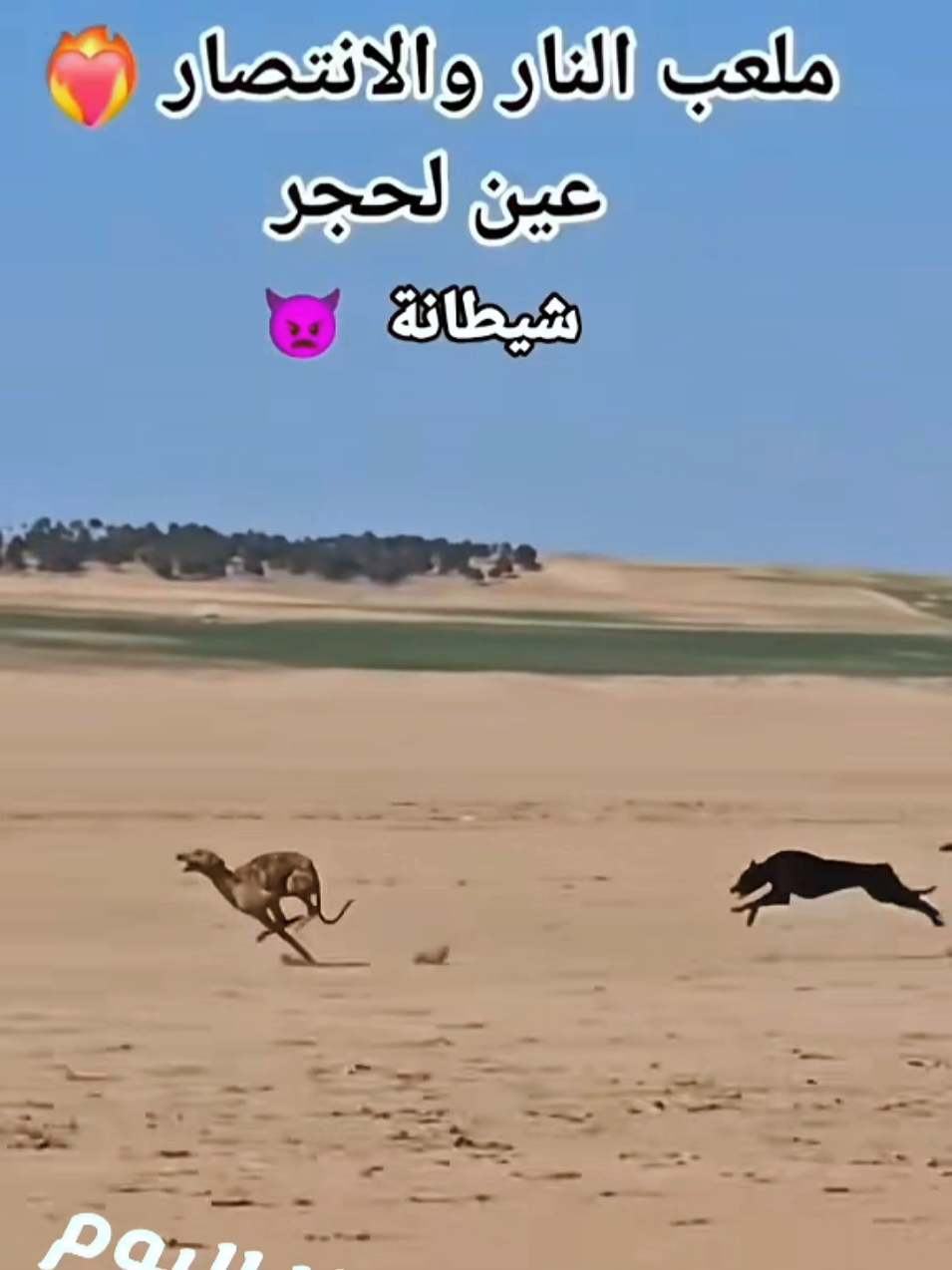 @sloughi 𓃹 𓃴 سلوقي