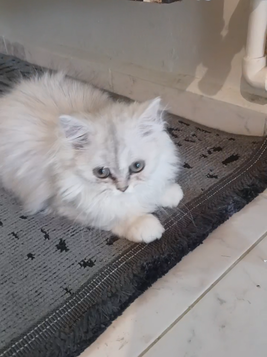 @💞S̴E̴V̴D̴A̴ ̴💞KEDİ💞