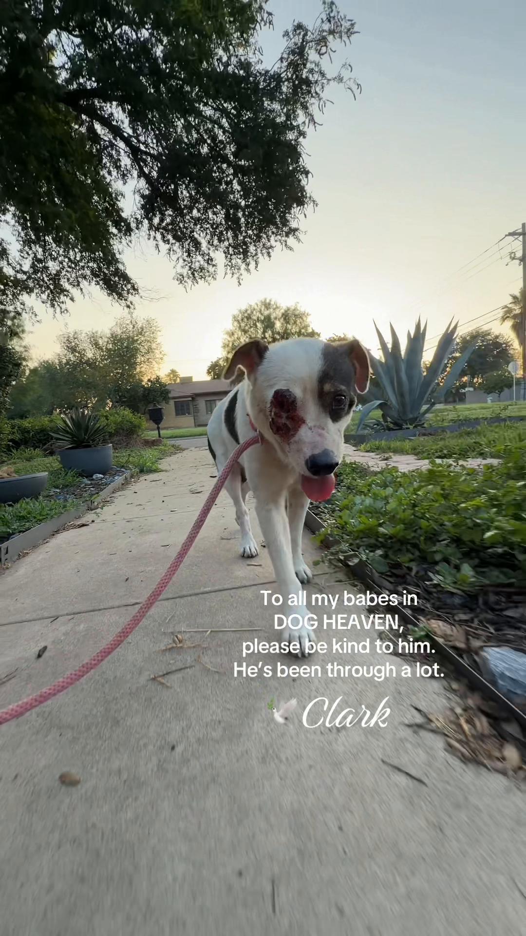 @Just A Girl Saving Dogs