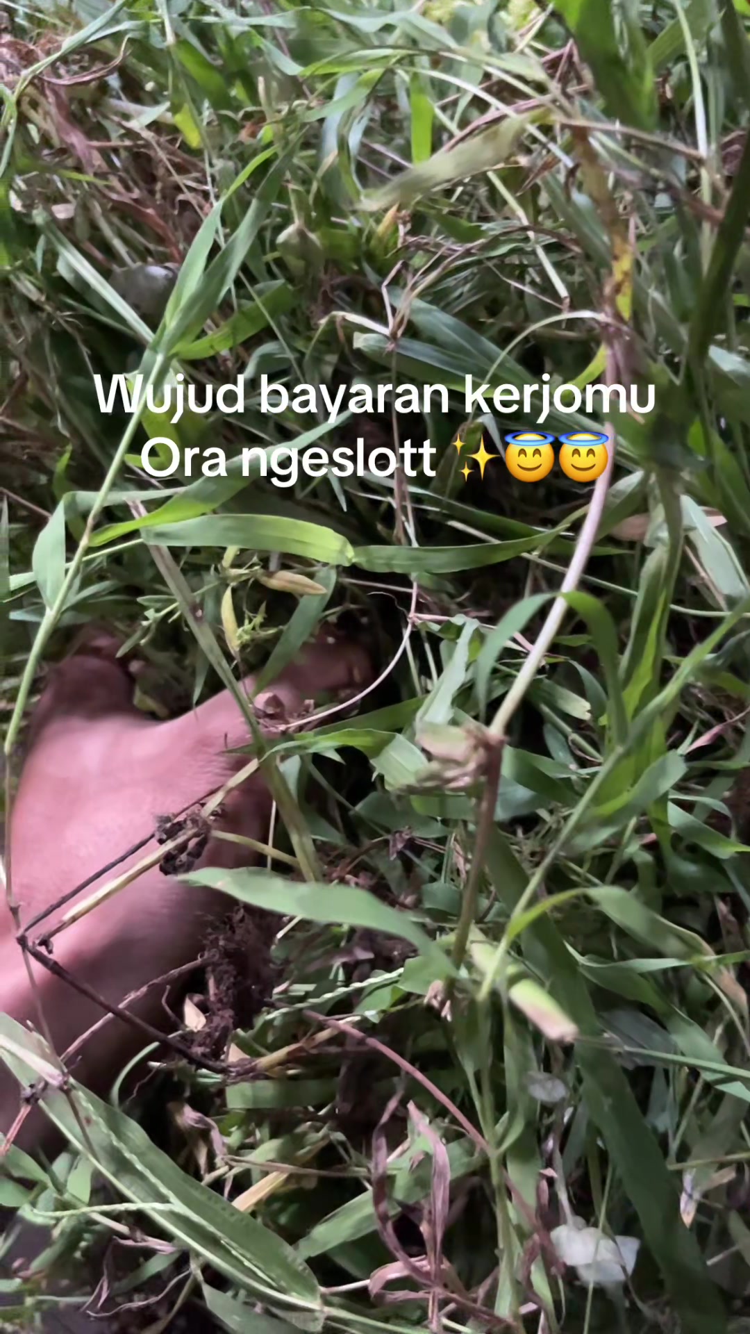 @lembu_simbah