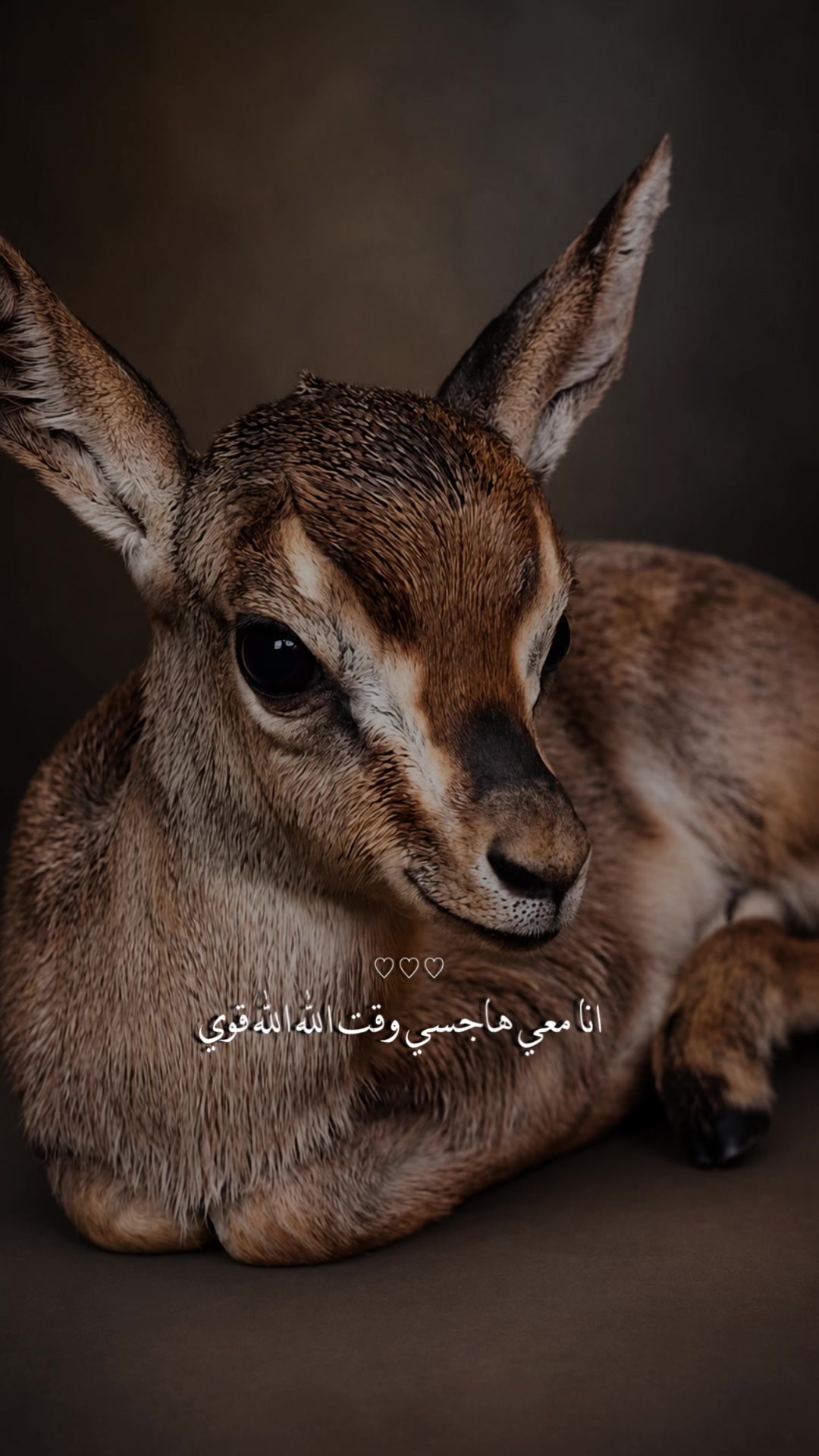 @﮼غزال🦌