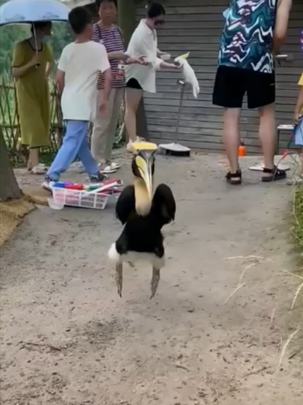 @Mundo dos Animais