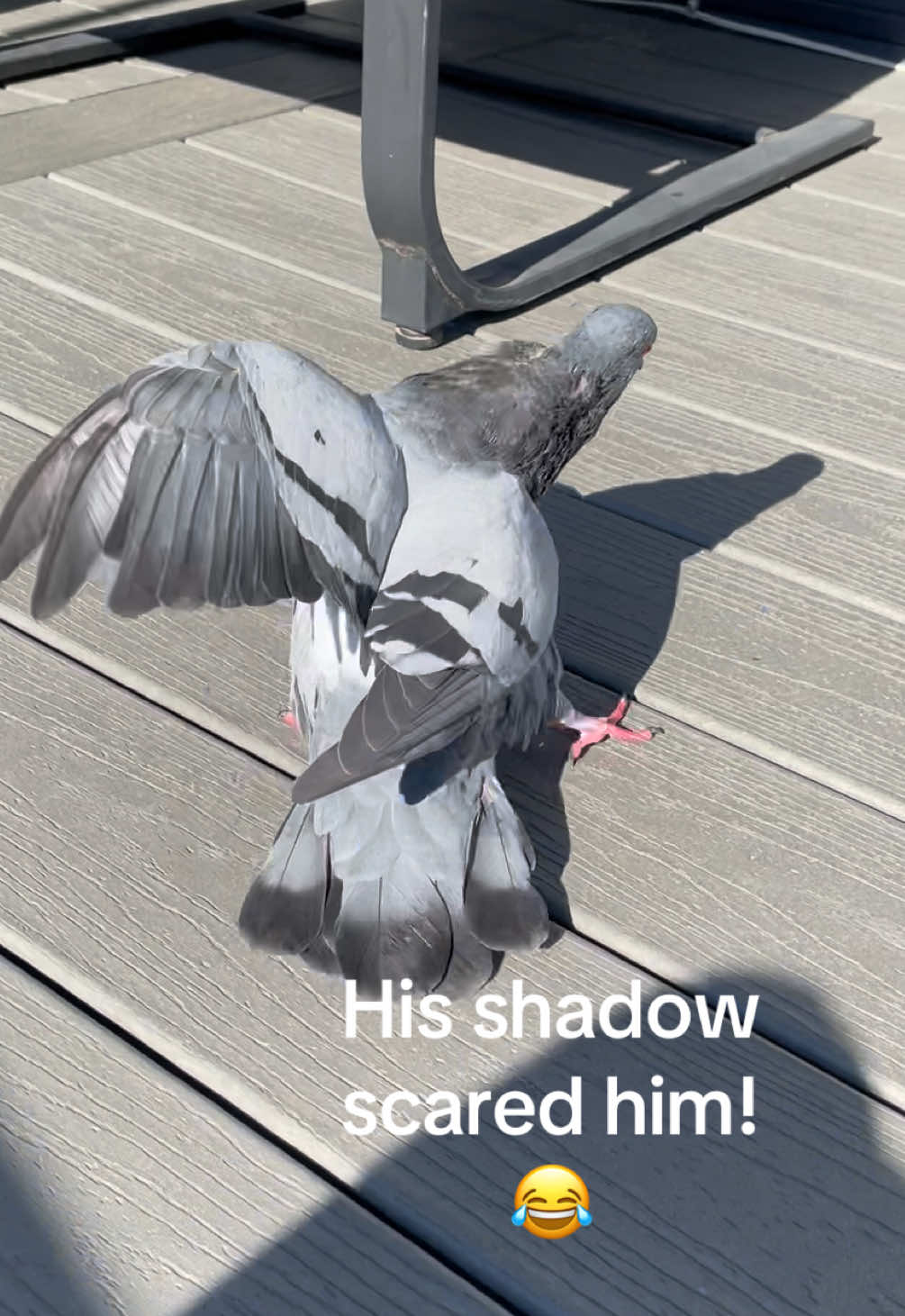 @Beebee The Pigeon