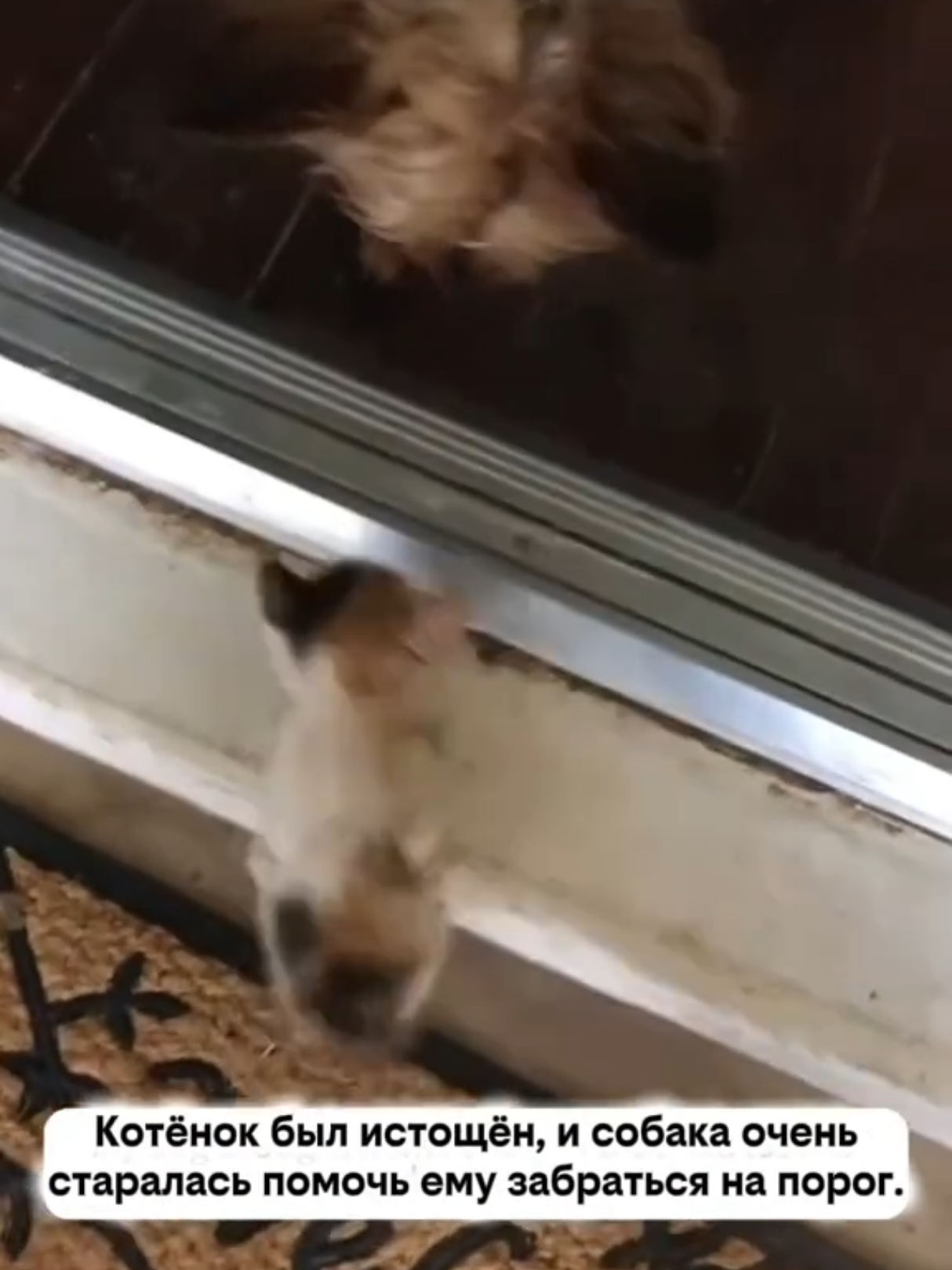 @RescueAnimals Nir