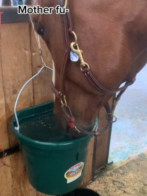 @Horses TikTok
