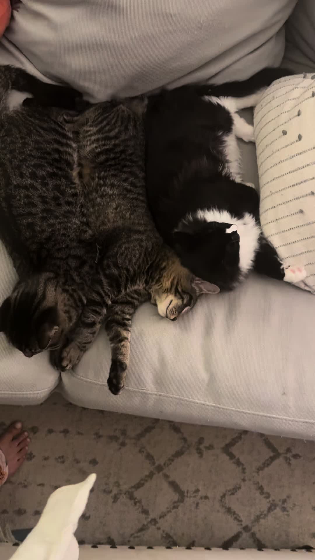@TailsandWhiskersCo