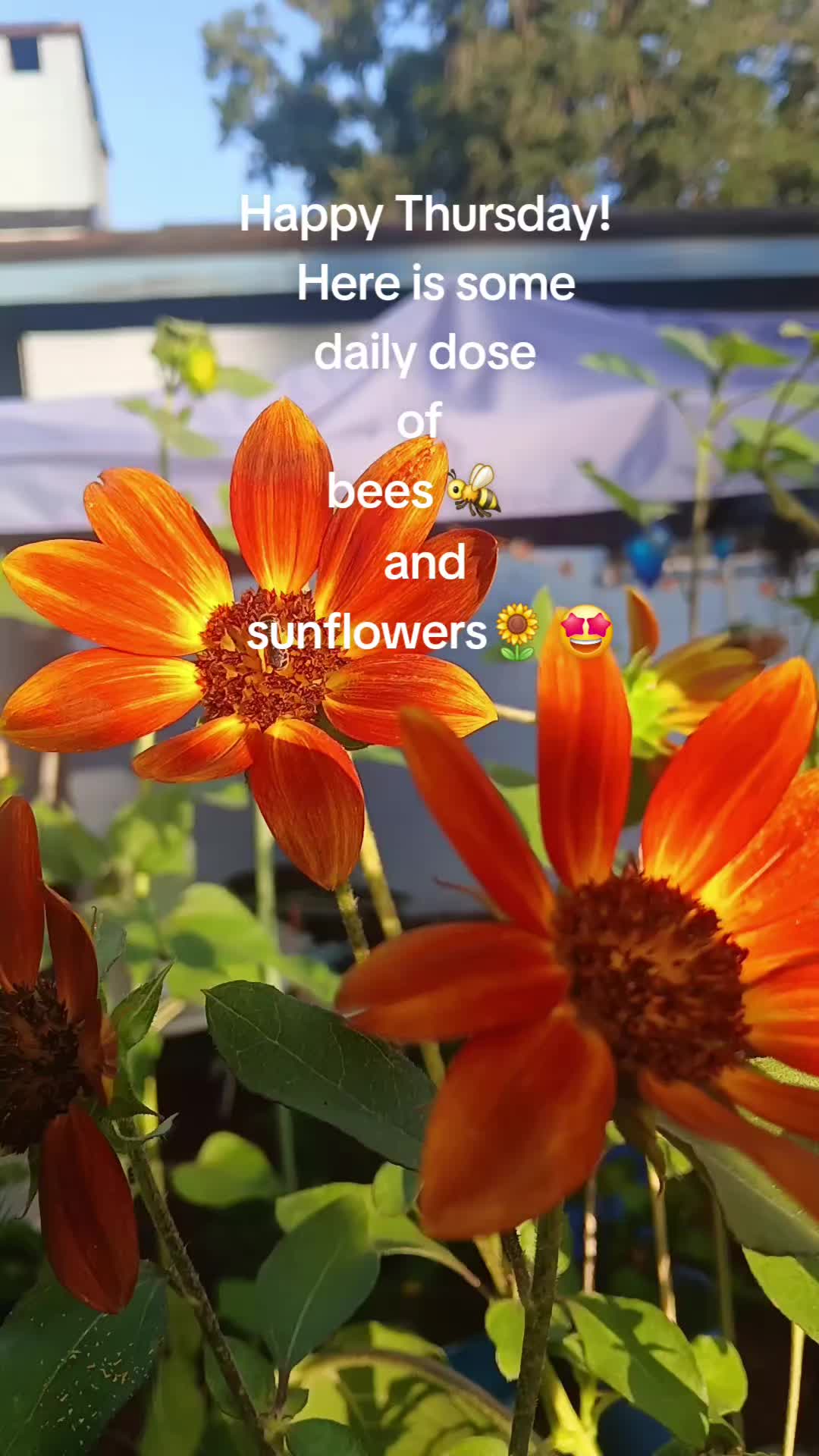@Ronnie's garden🍅🫑🥬🥒🌻🌺