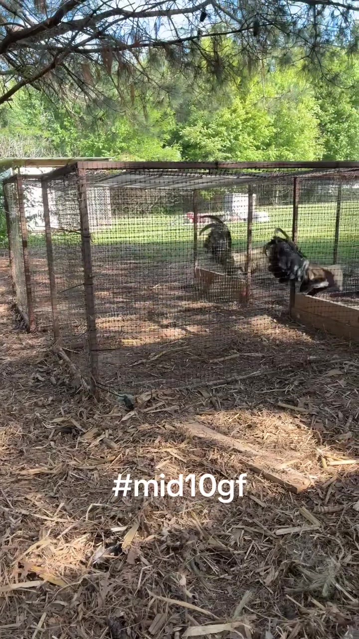 @mid10treedogs