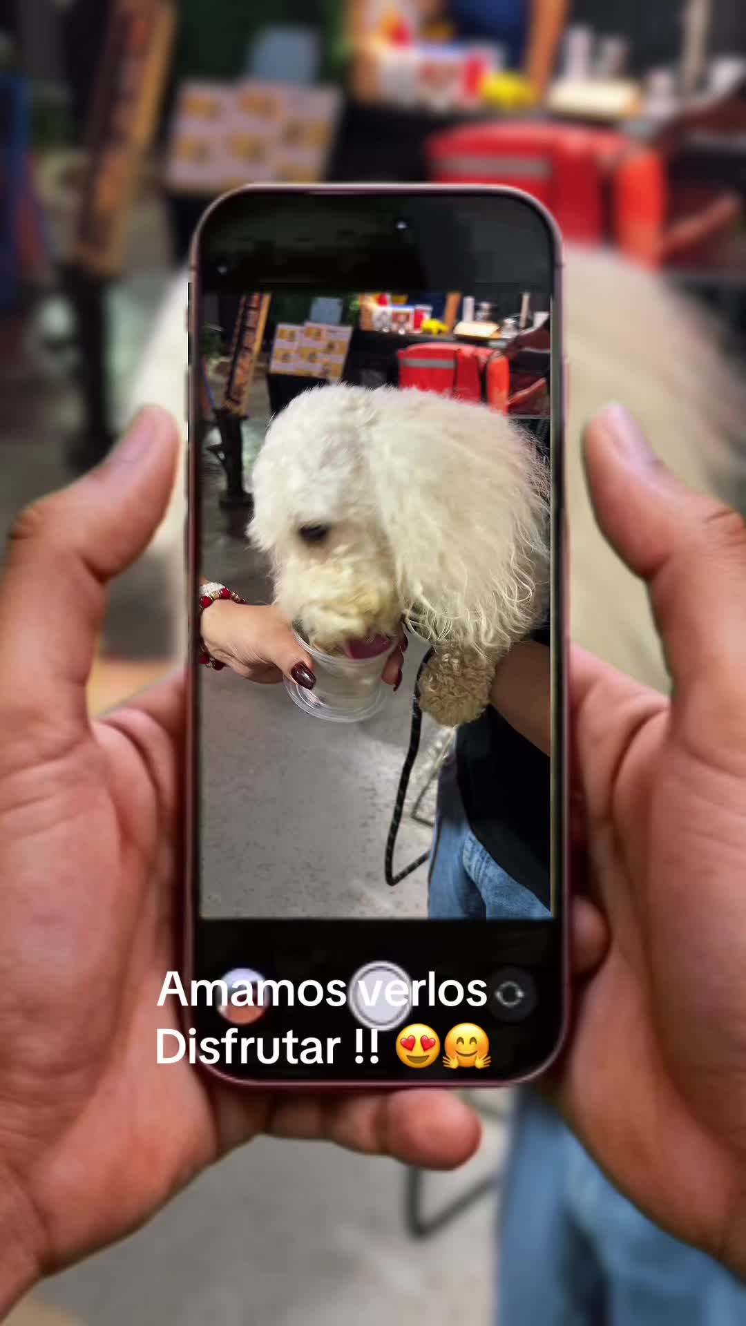 @Deliguau.Delimiau