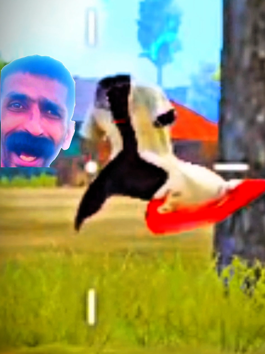 @GRW rooster