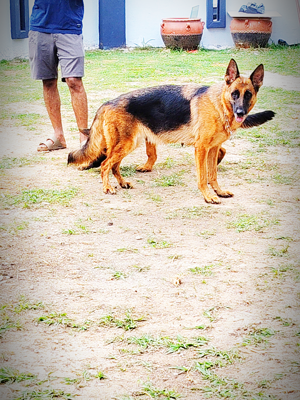@Bamboozler kennel