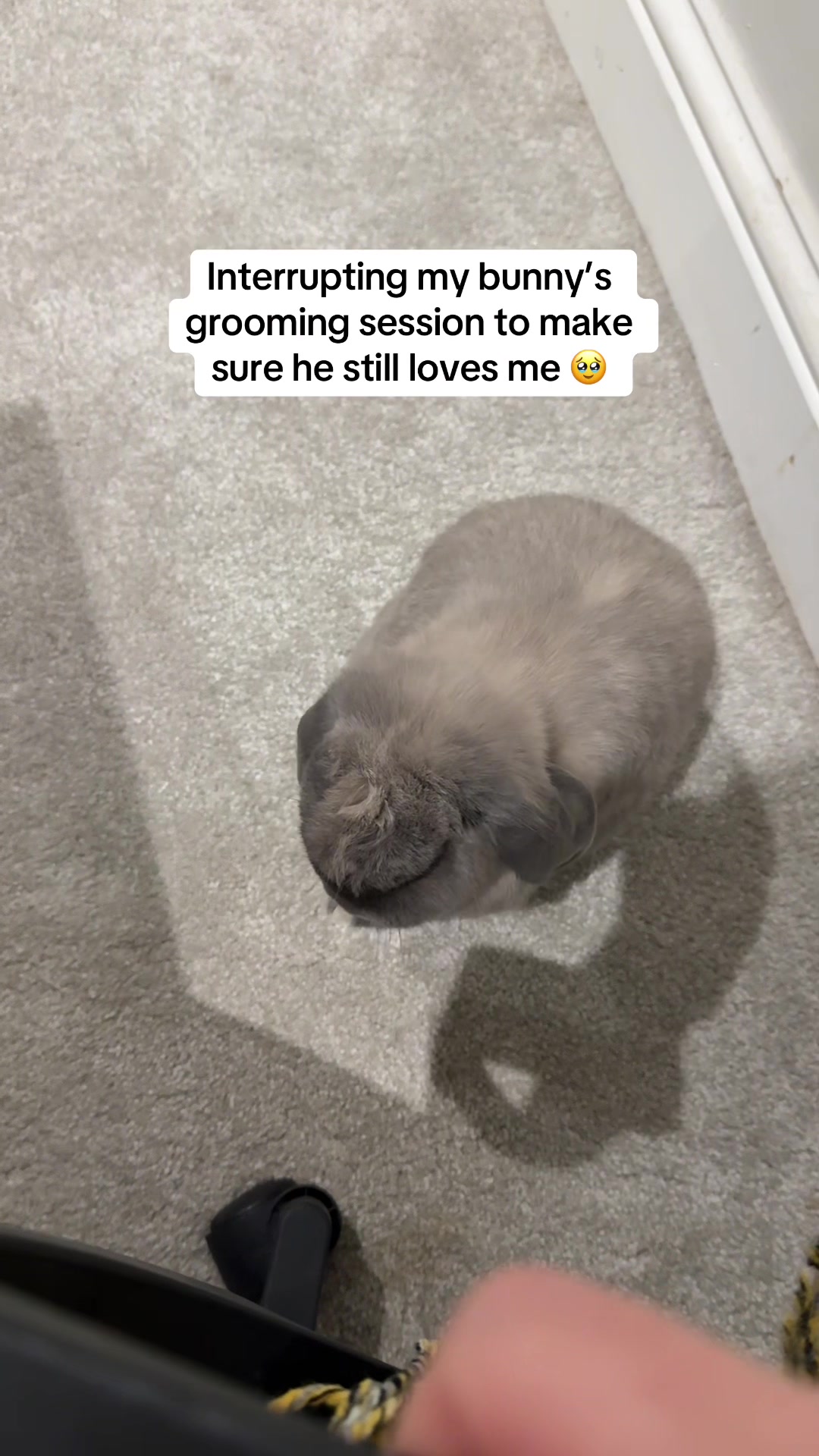 @Buzz the Bunny