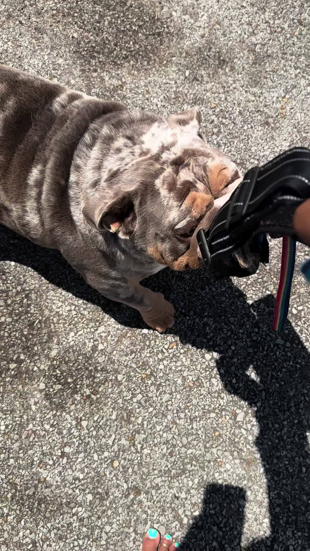 @barkleythabulldog