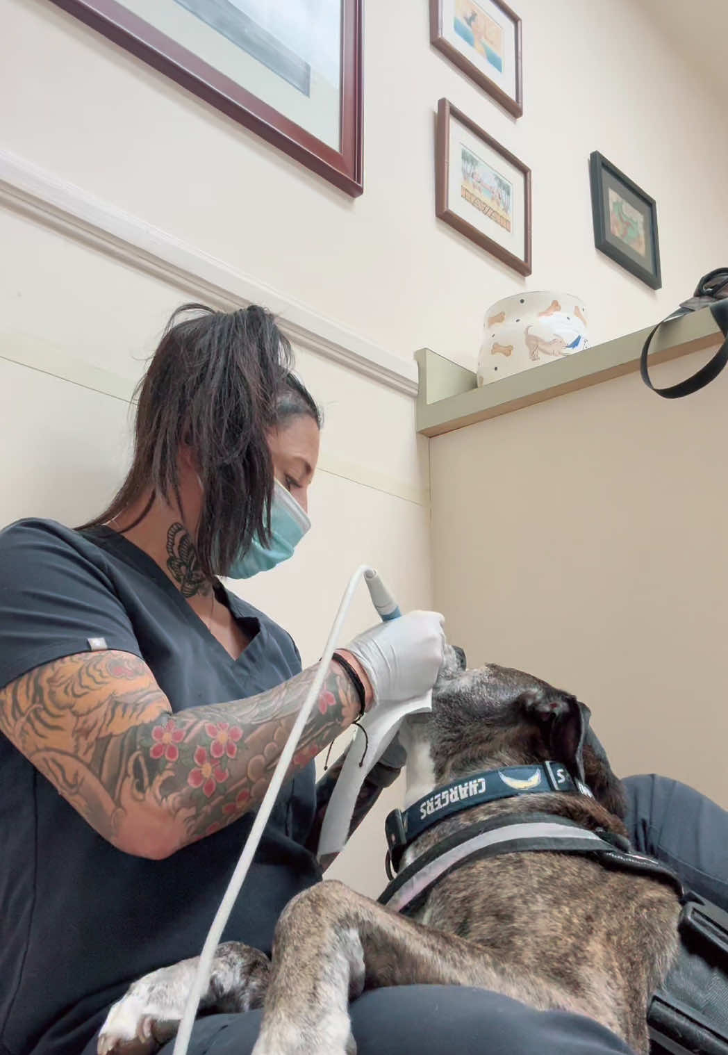 @Elite Pet Dental