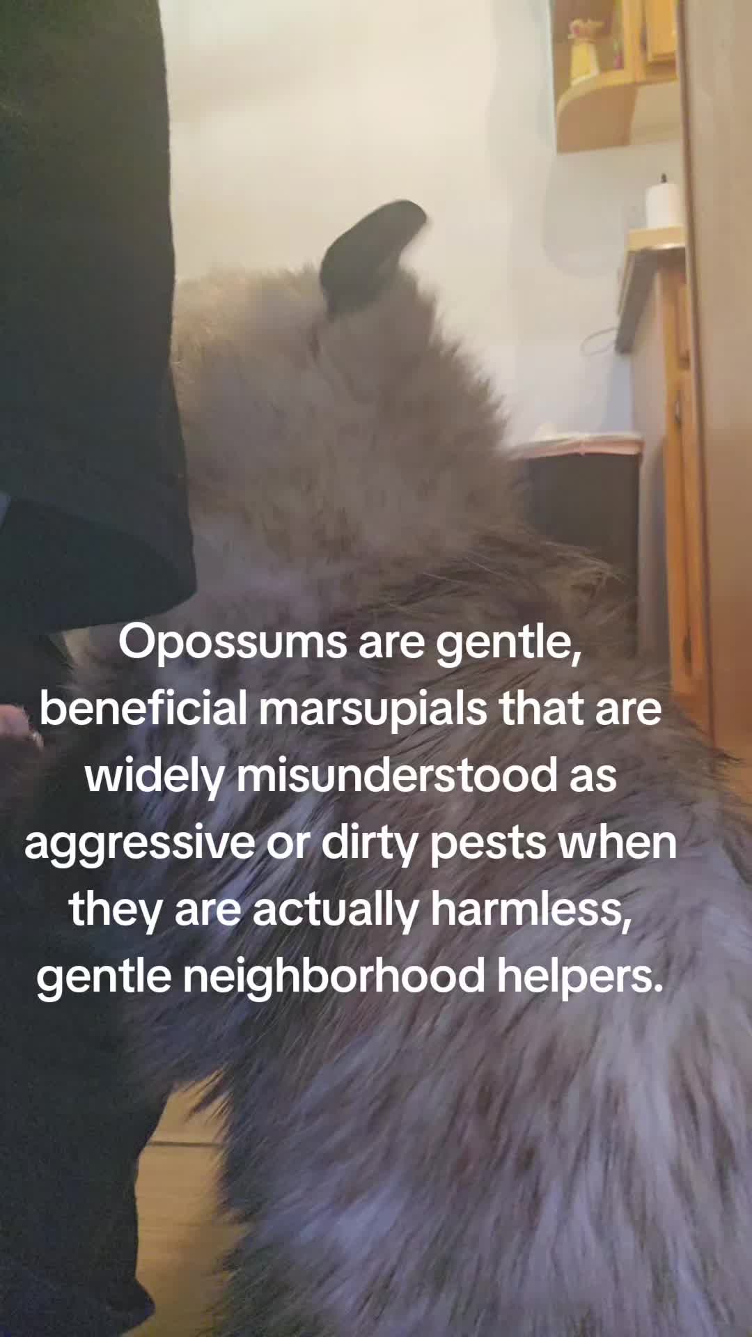 @OPOSSUM/DOG MOMMA Dea