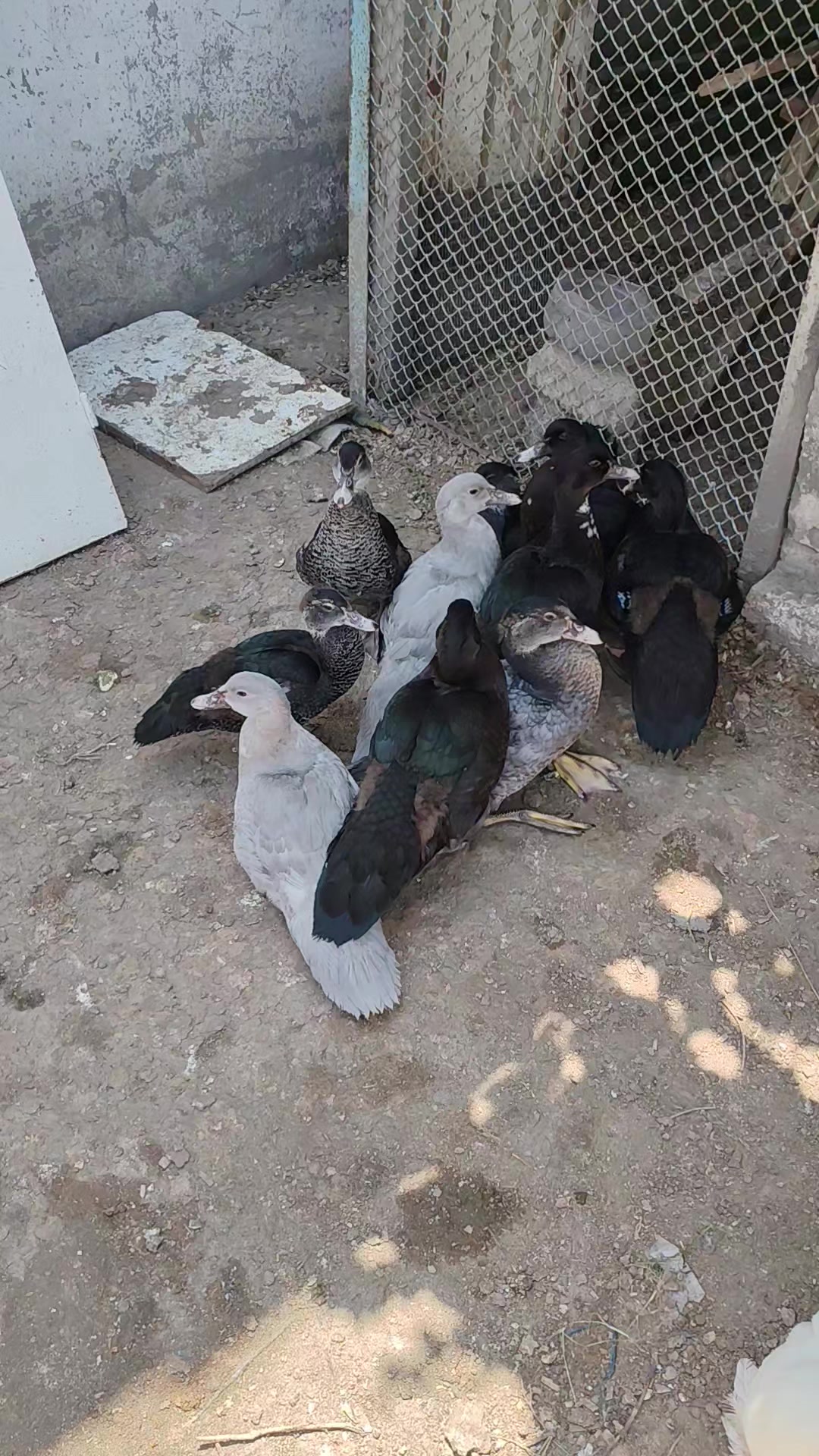 @MAŞTAĞA_QUŞCULUĞ