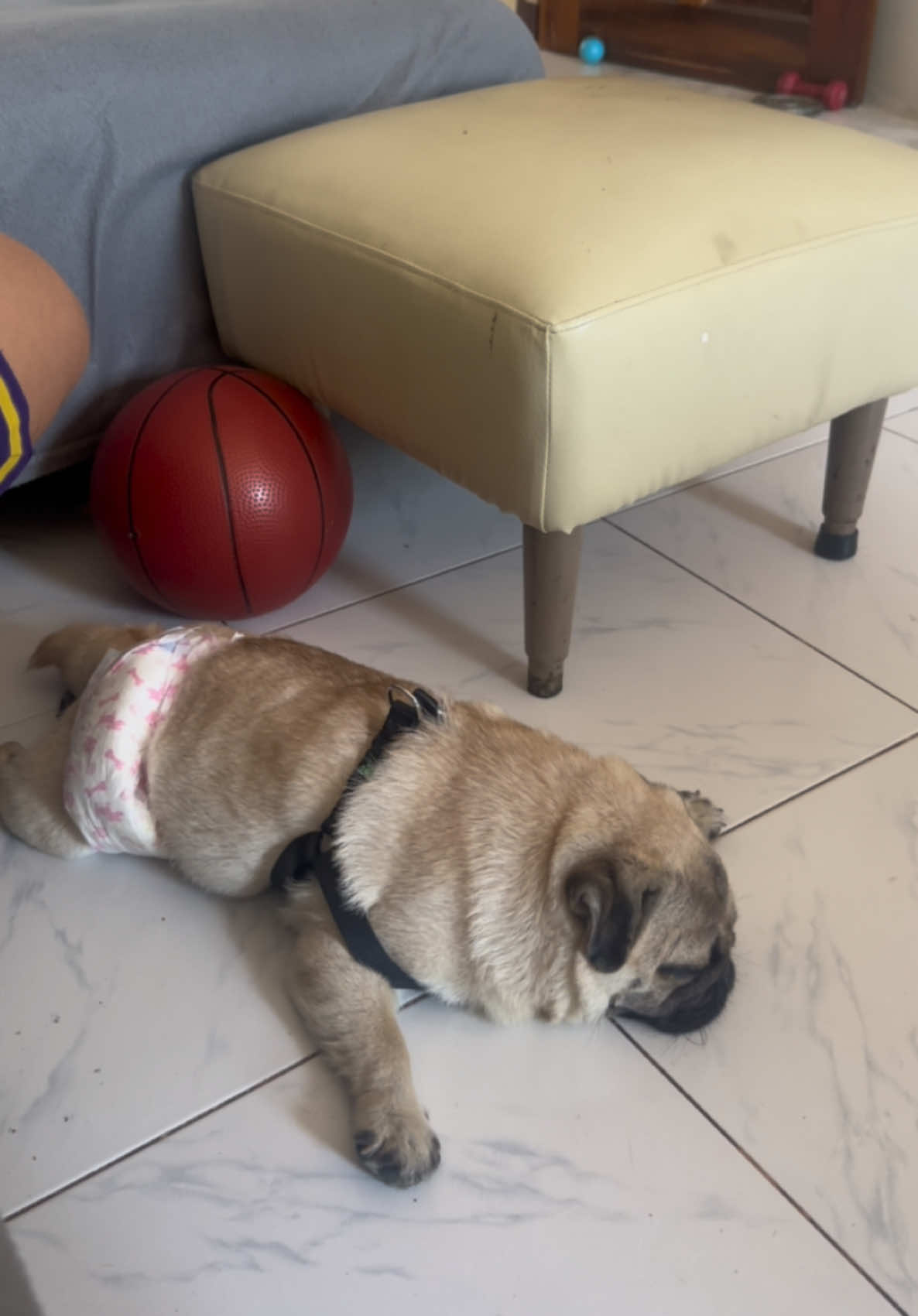 @petlanecebu
