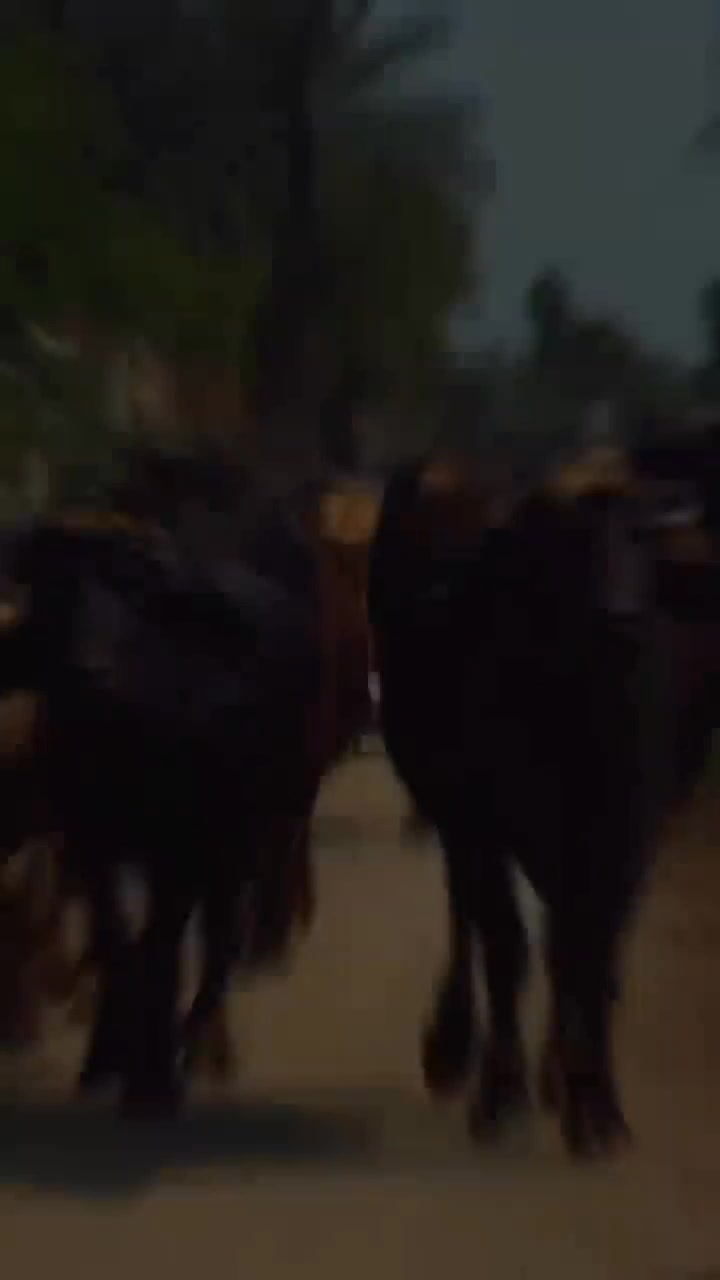 @GUJJAR DAIRY FARM
